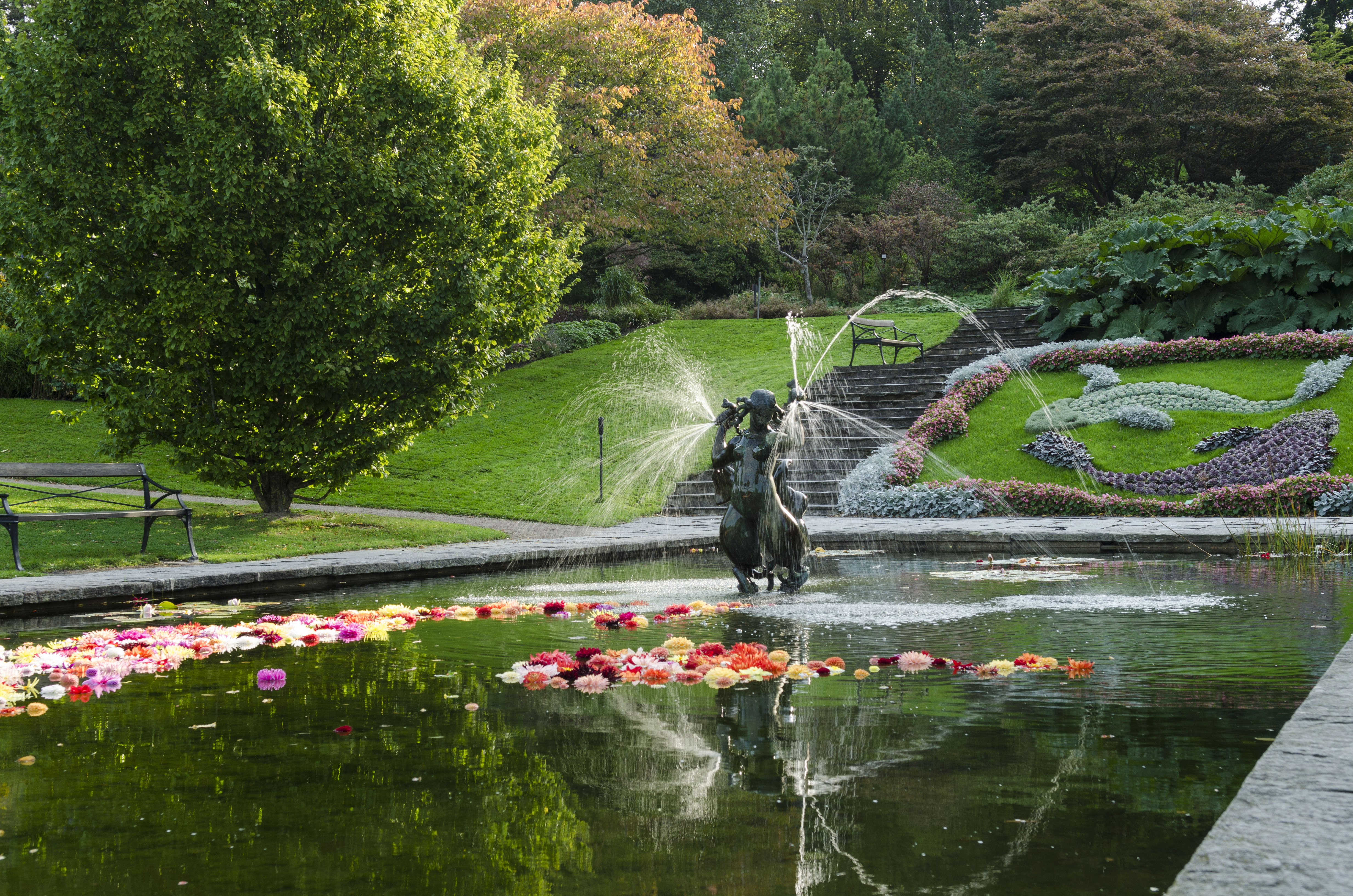 Flowers floating in the mirror pond