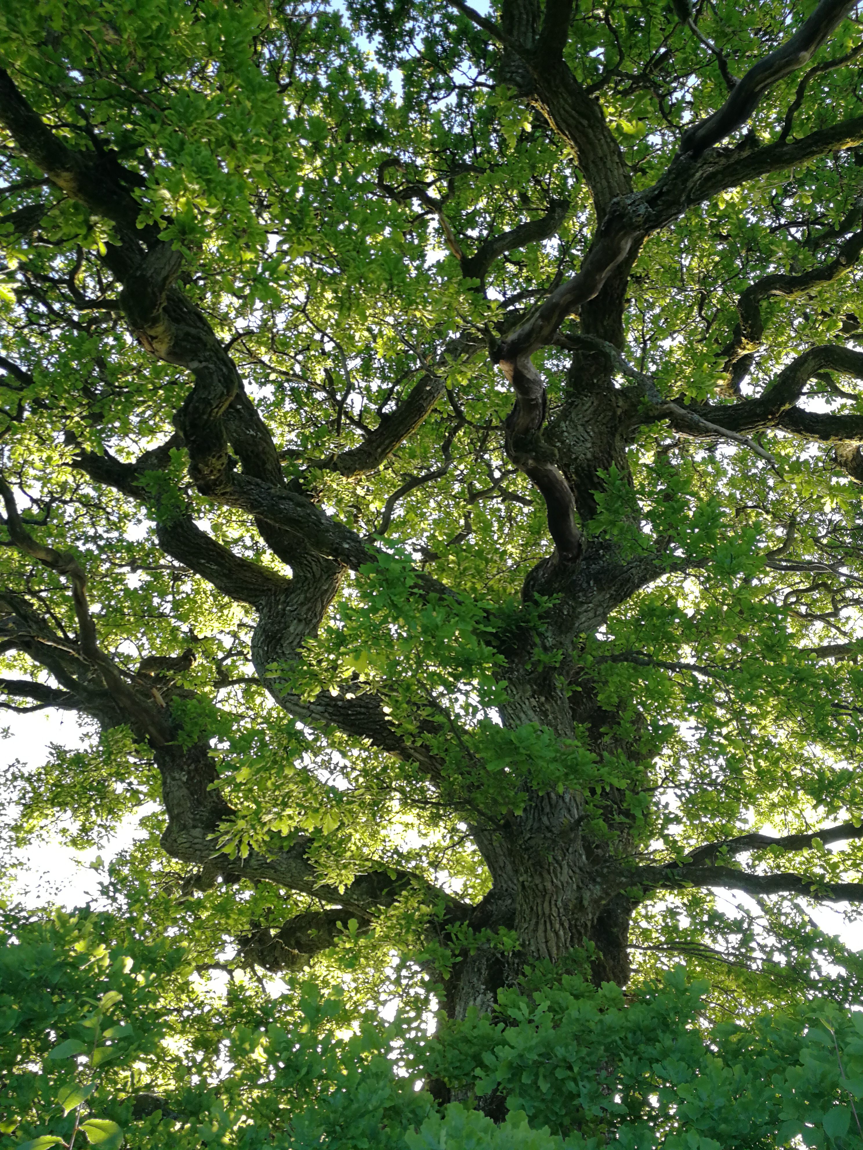 An old oak tree