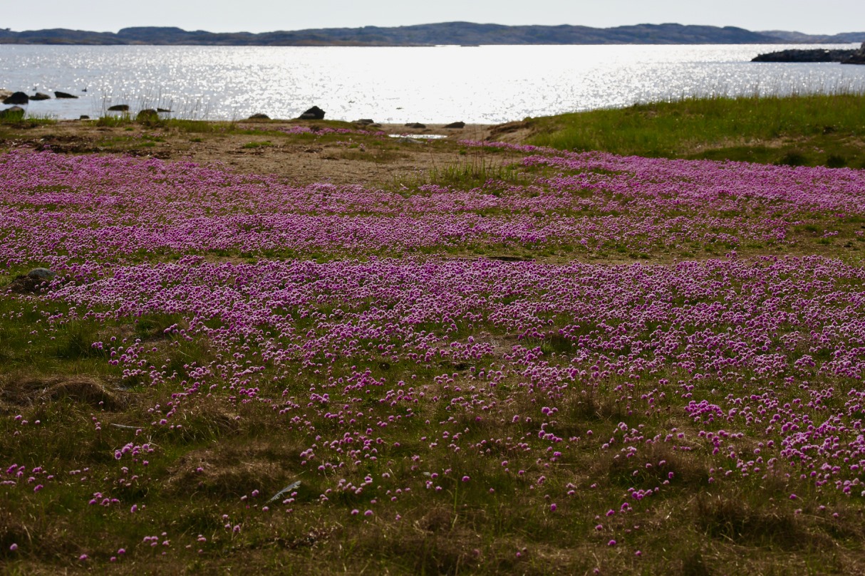 A beautiful coastal meadow by the Kosterhavet ocean