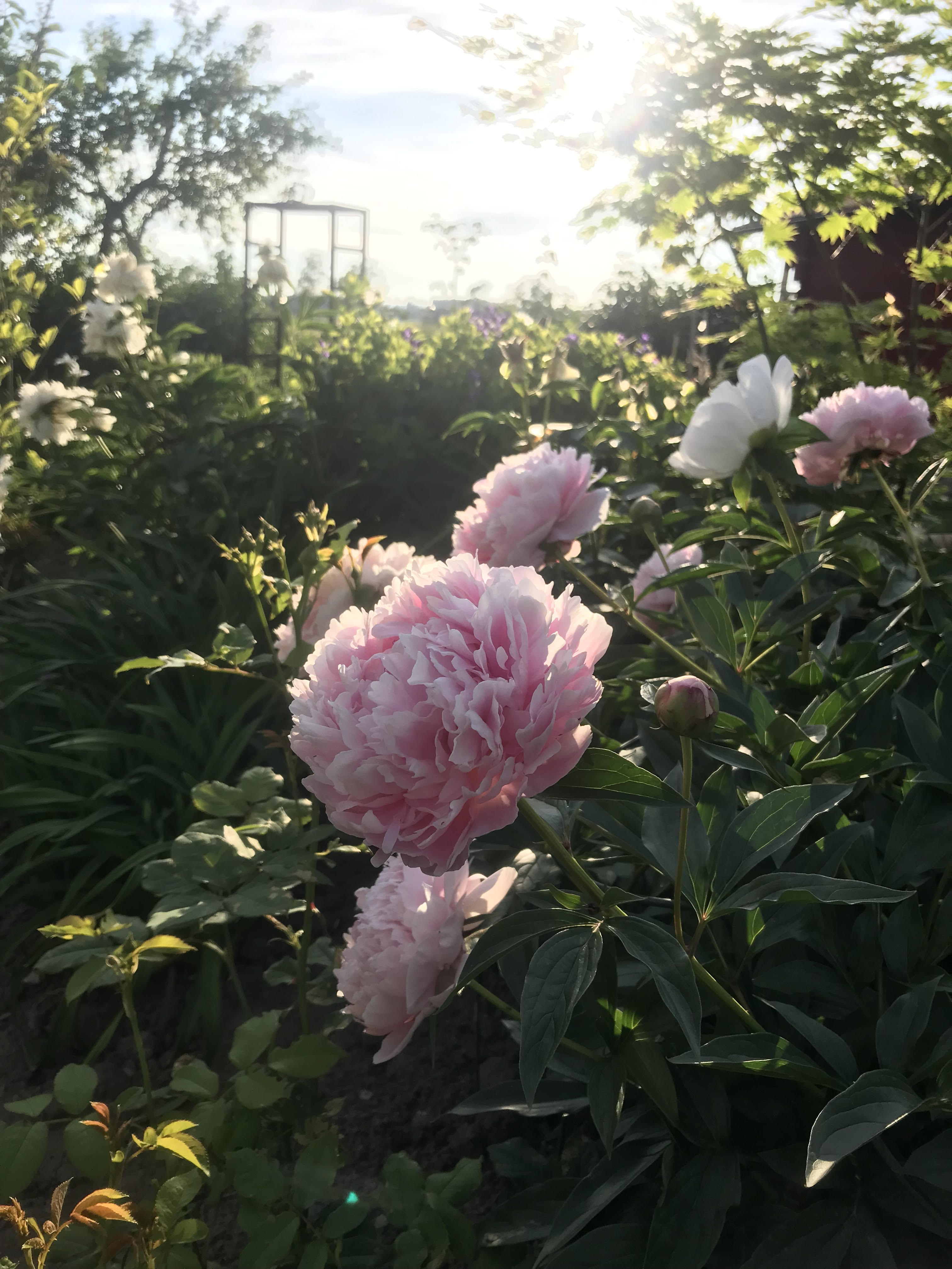 Peony bushes
