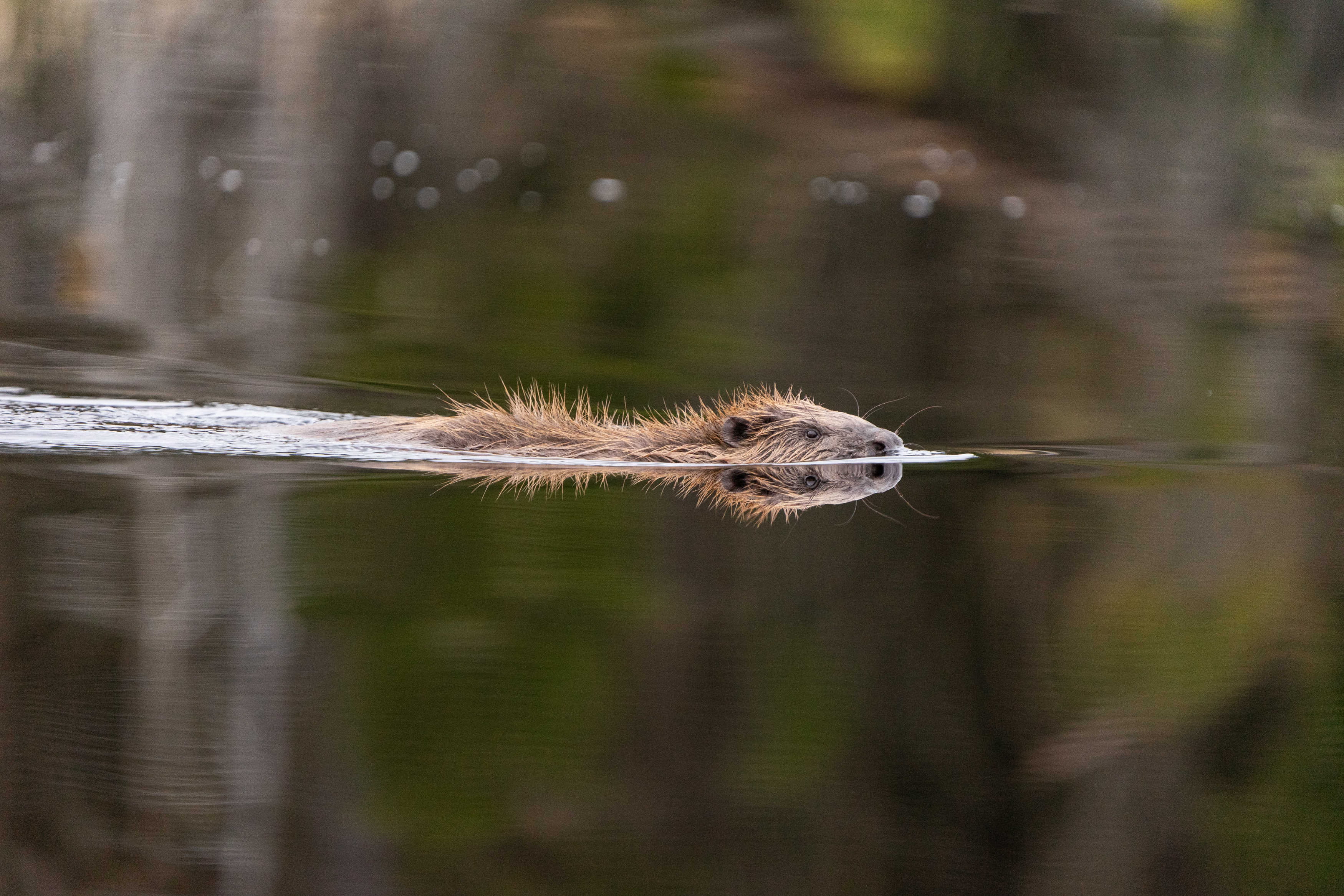 A beaver swimming in la ake in Platåbergens Geopark