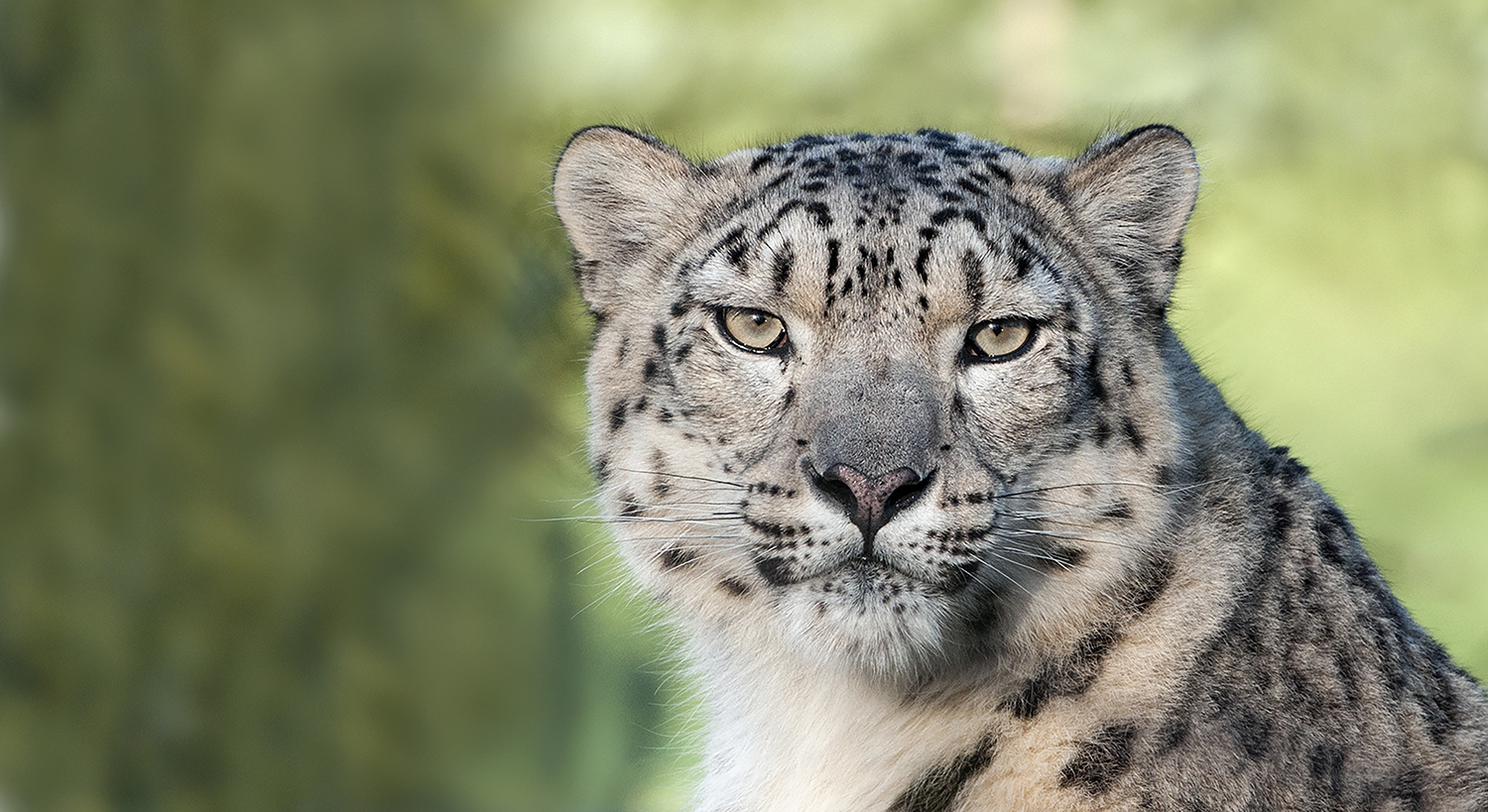 Snow Leopard at Nordens Ark