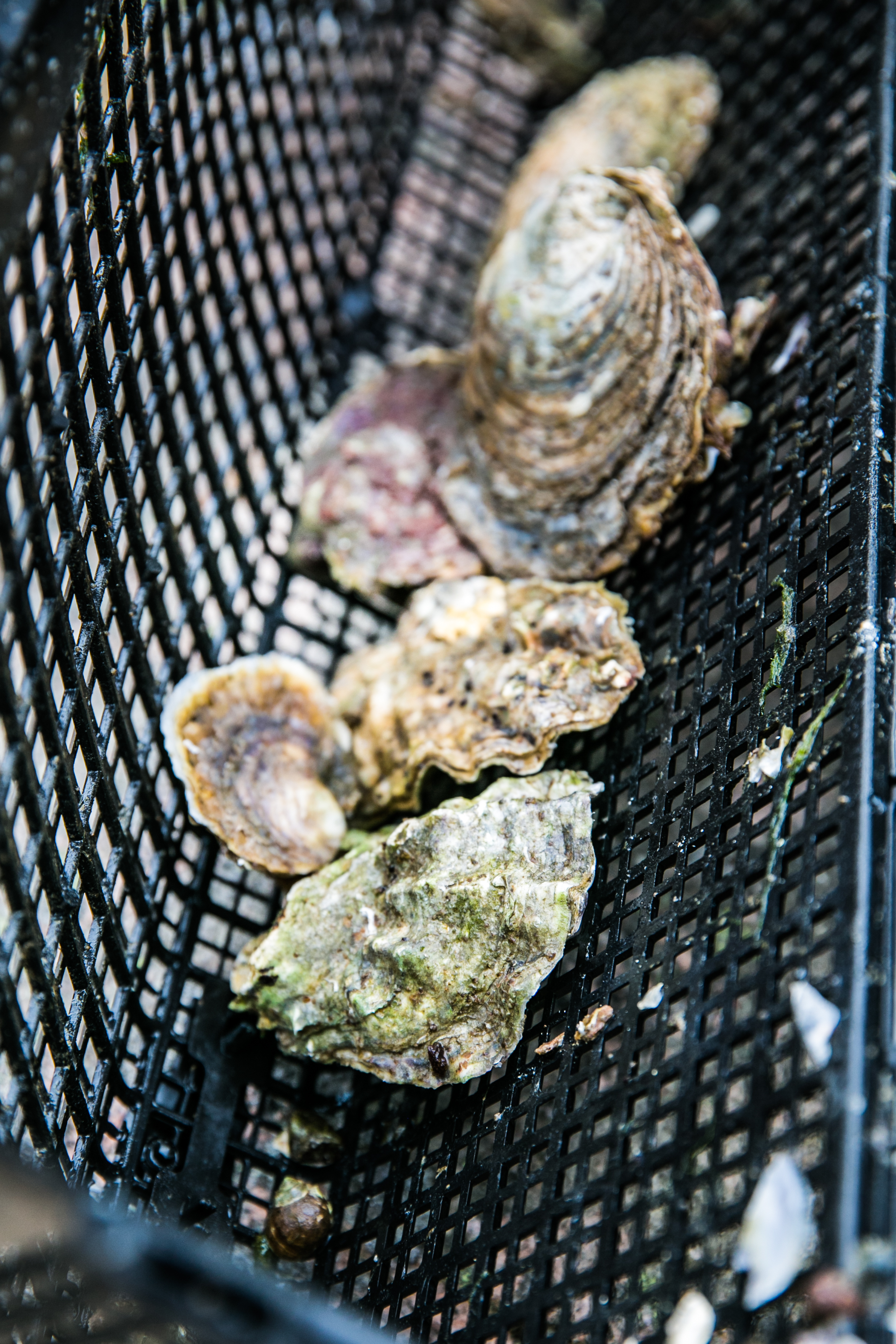oysters in a cage