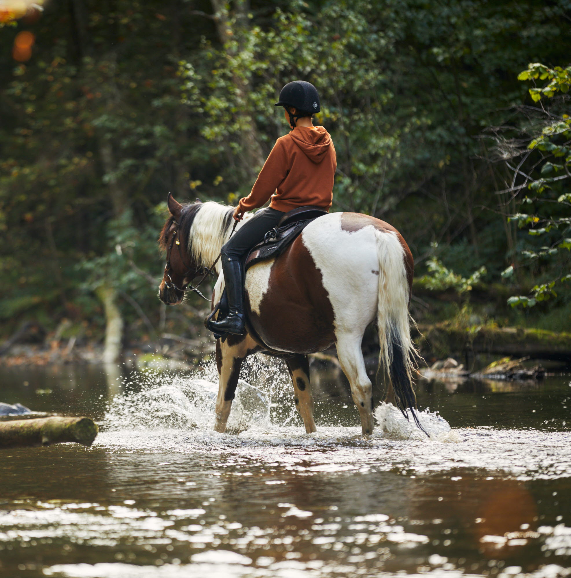 Horse back riding at Dalslands Aktiviteter