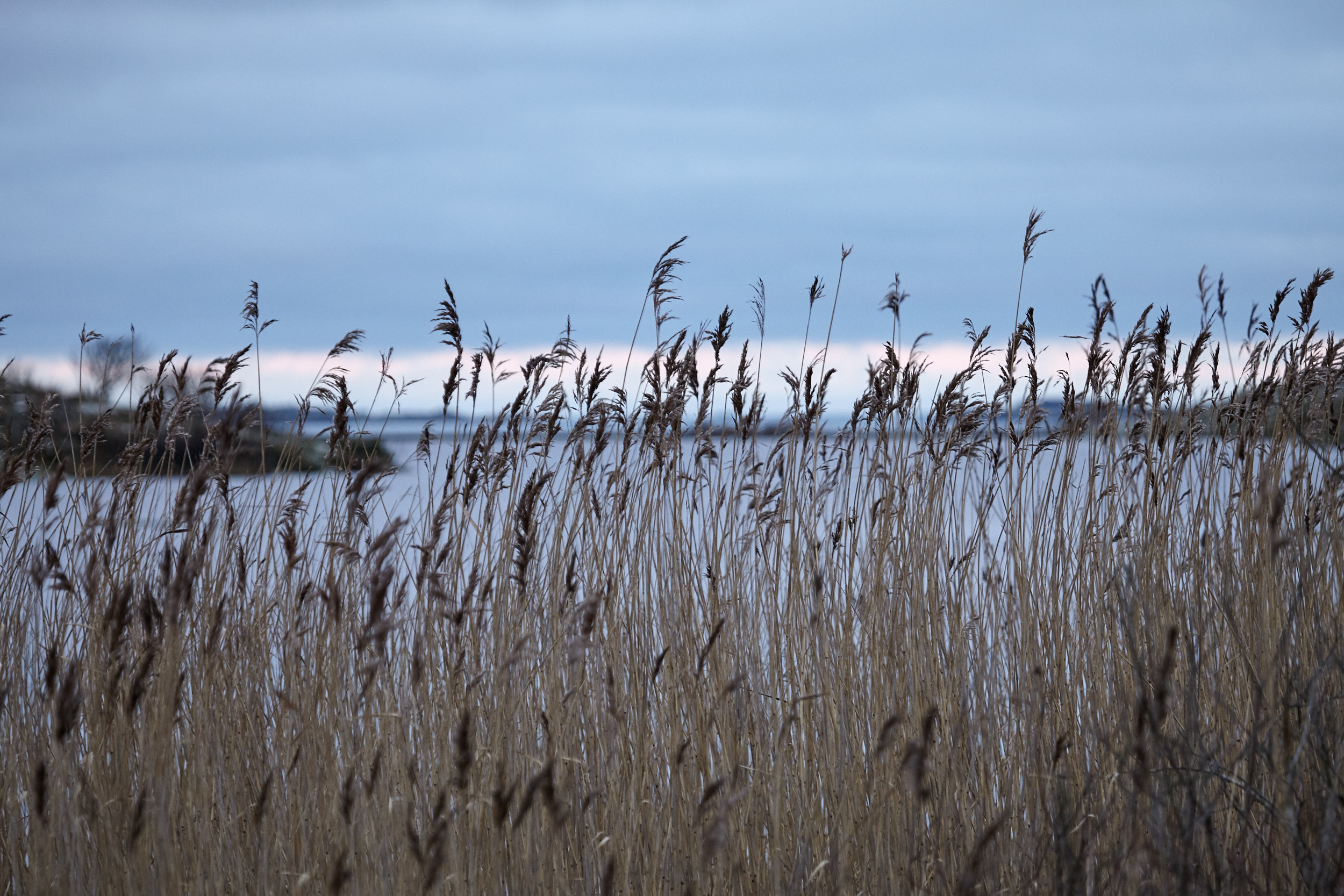Vegetation at the edge of the beach at Marstrand.