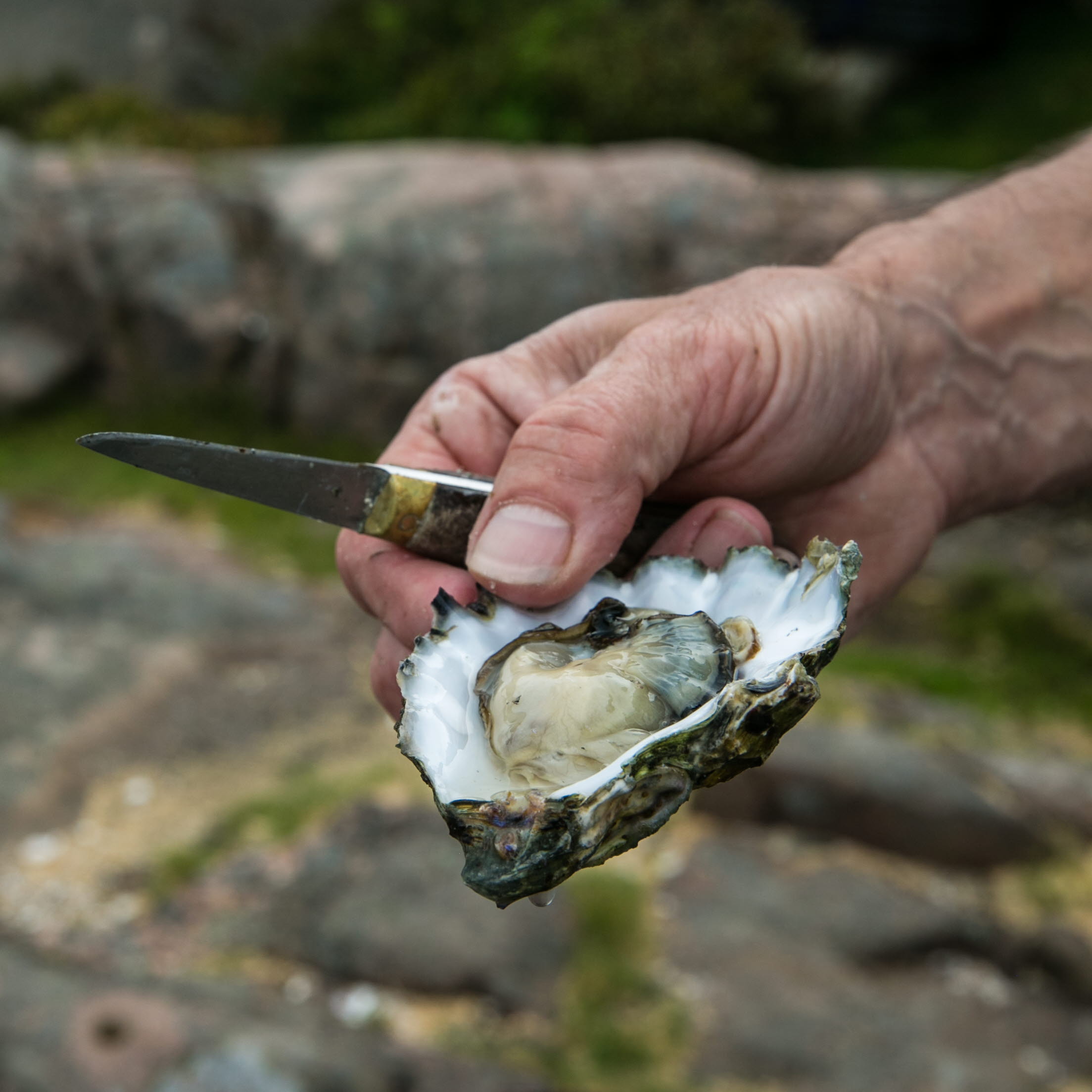 A man holding a oyster