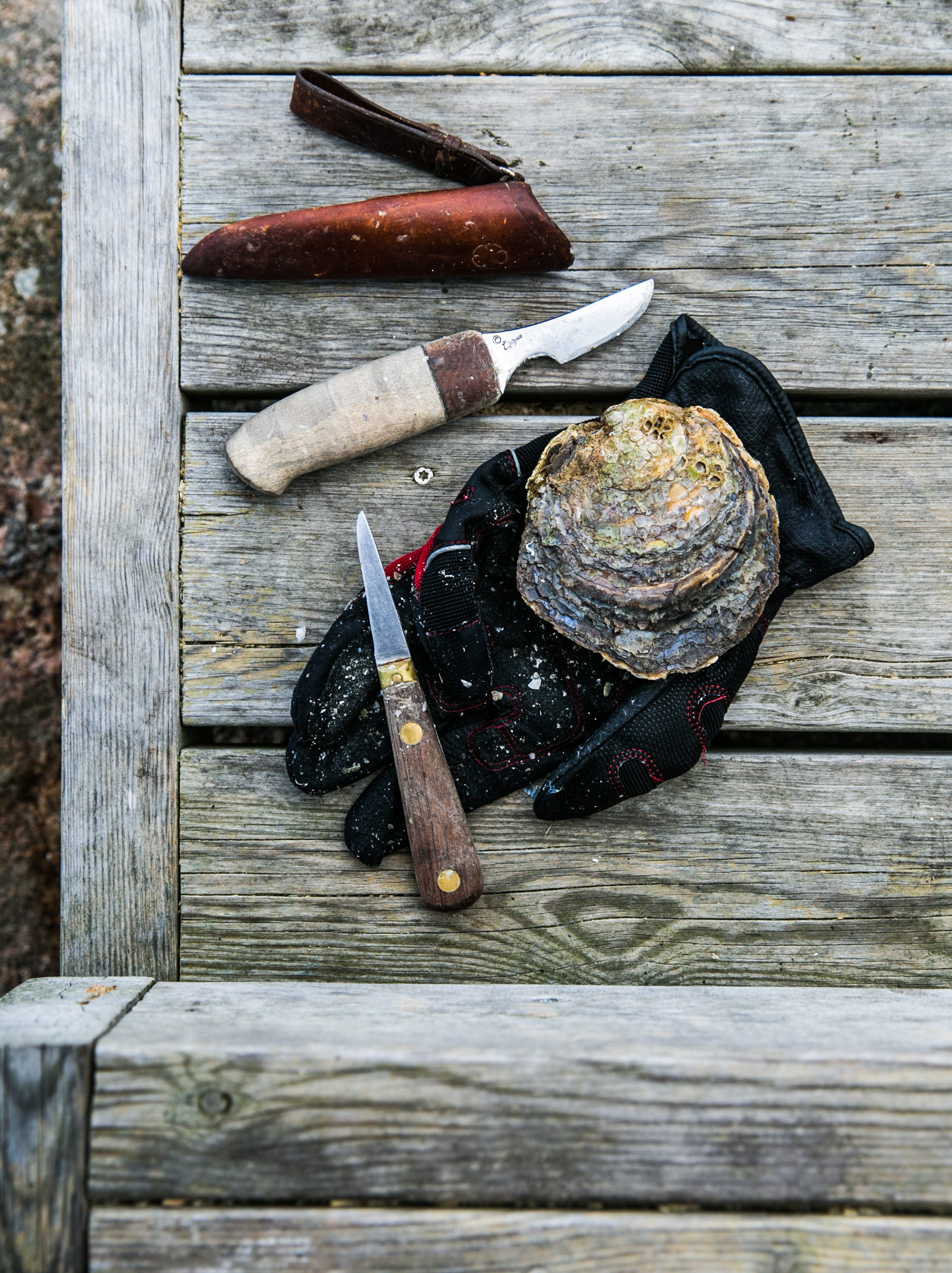Oyster kit on a jetty
