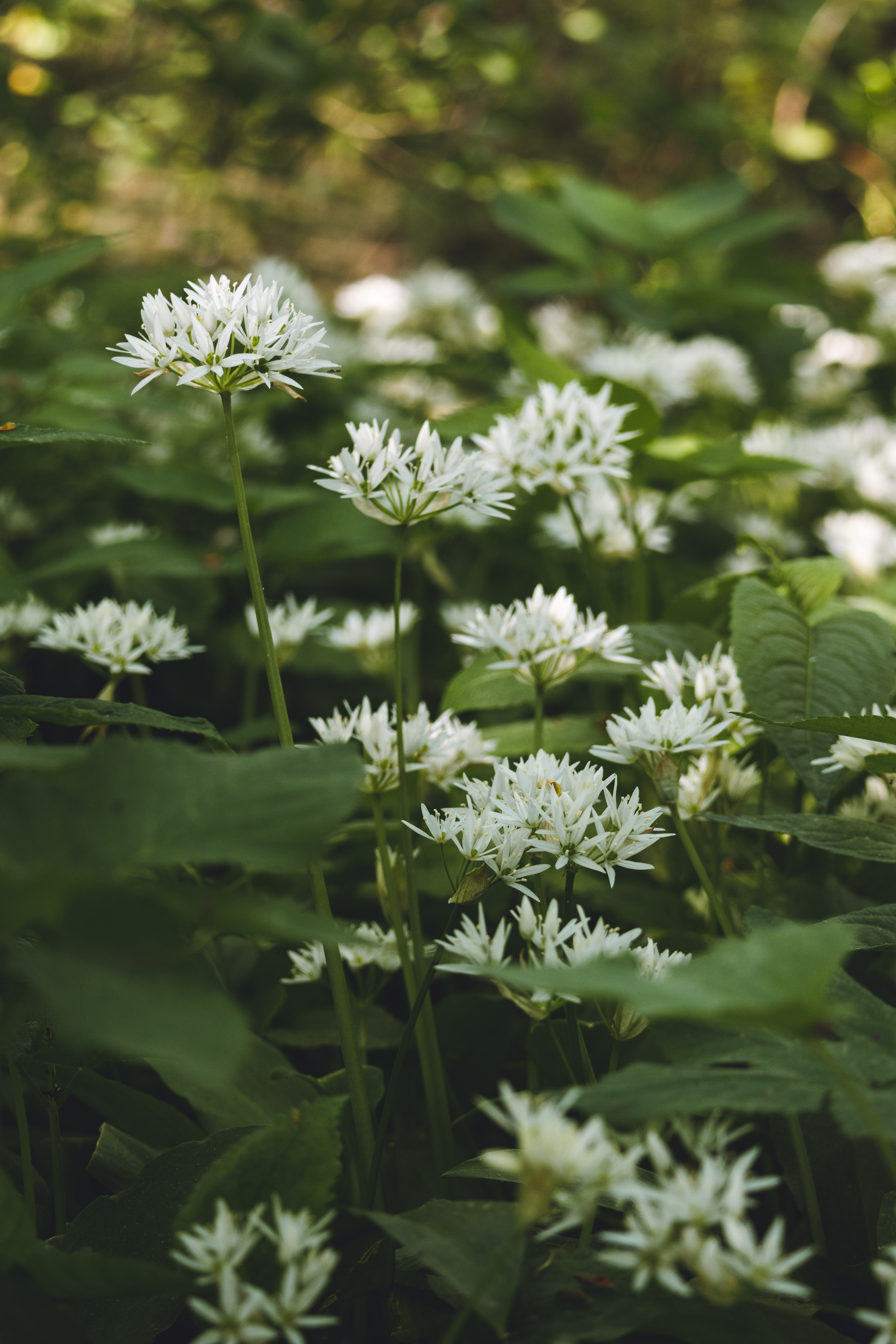 Field of chives in bloom.