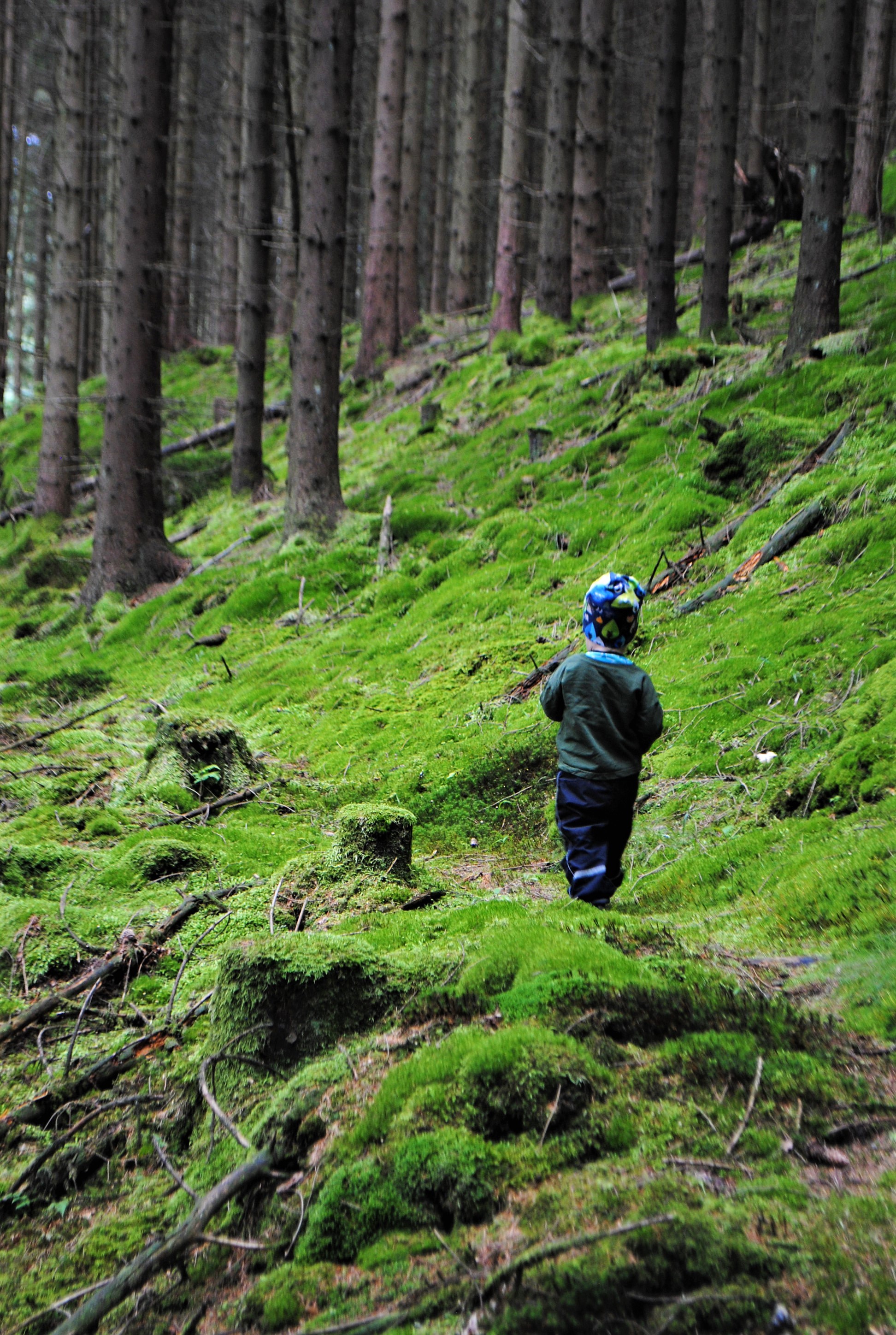 Nature in Dalsland