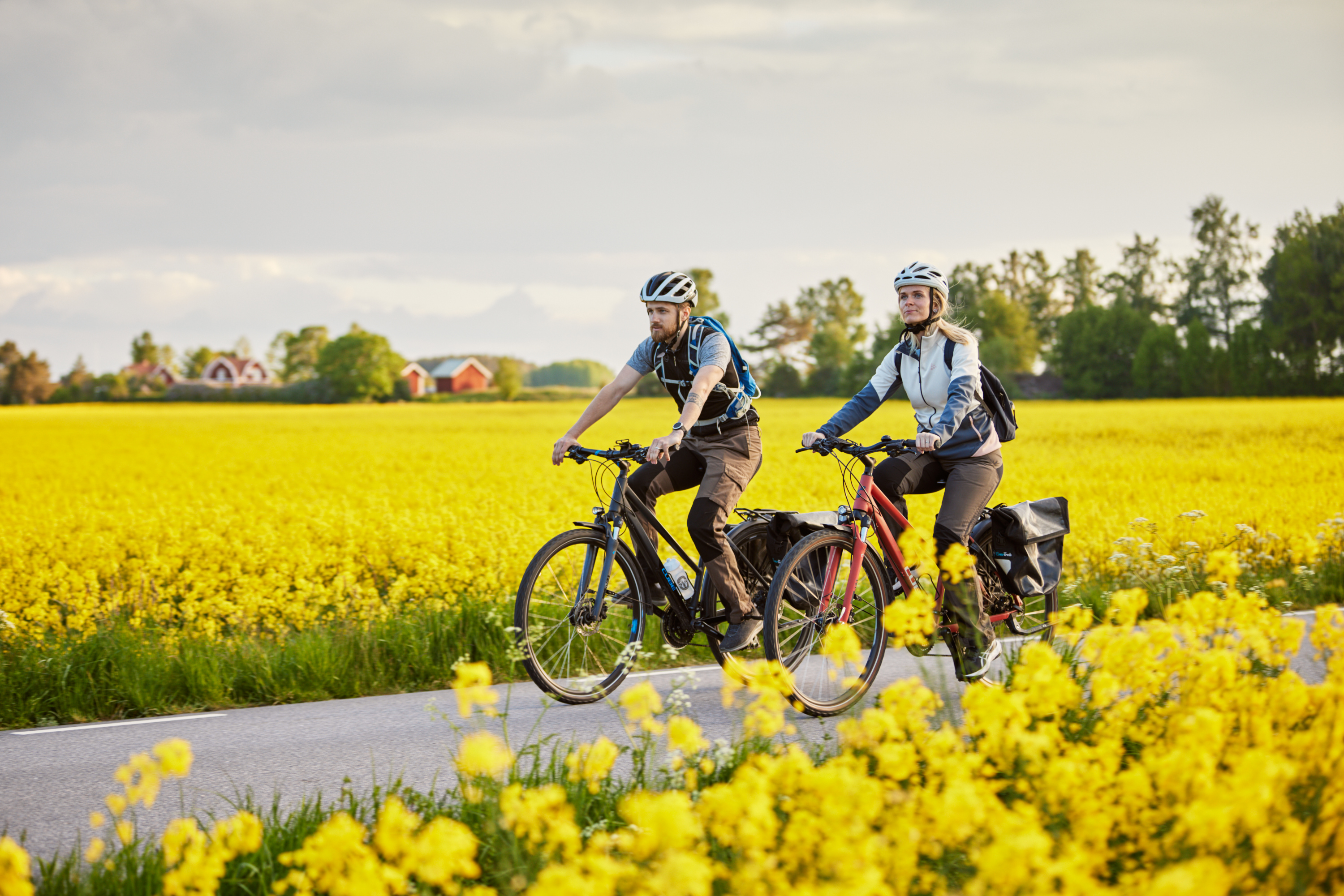 Friends cycling among rapeseed fields
