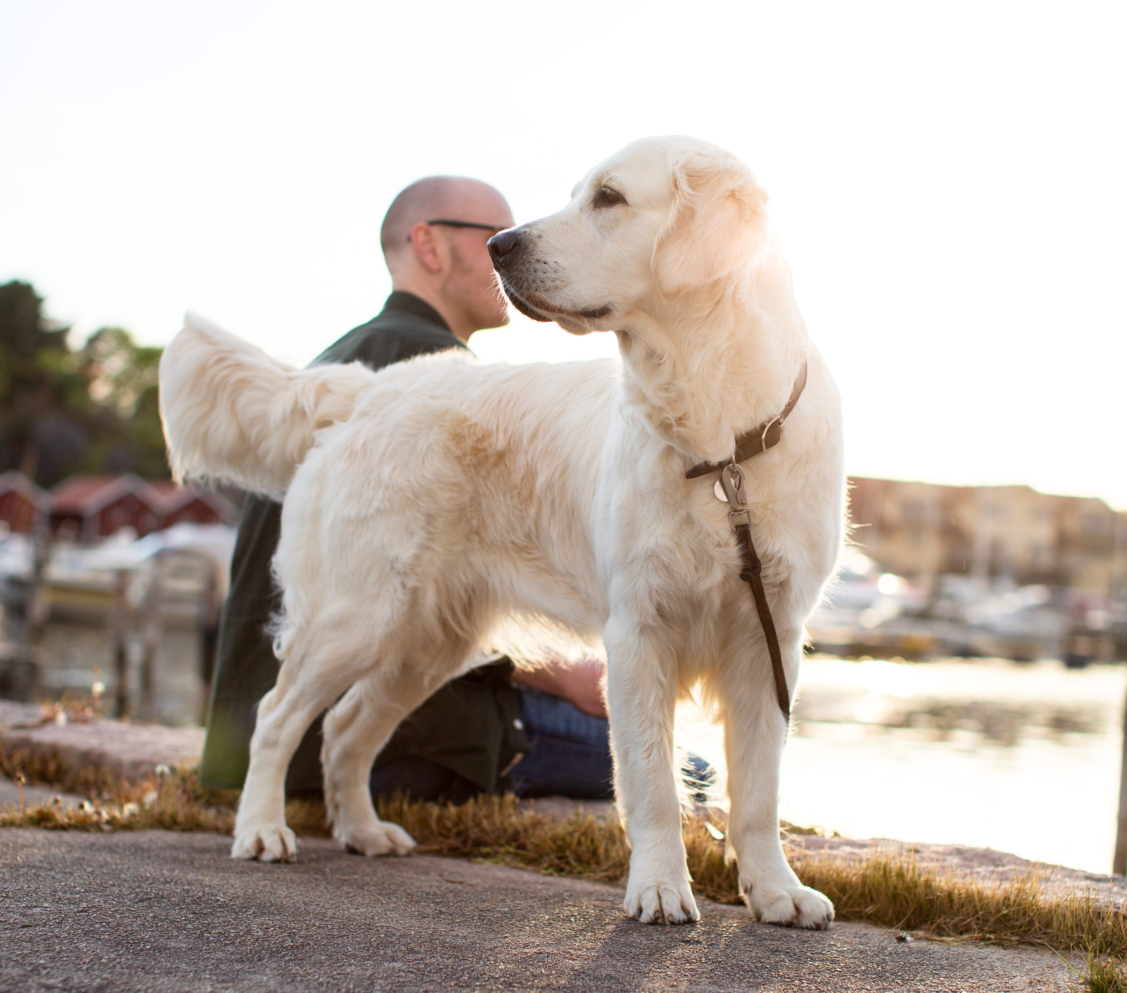 Dog in West Sweden