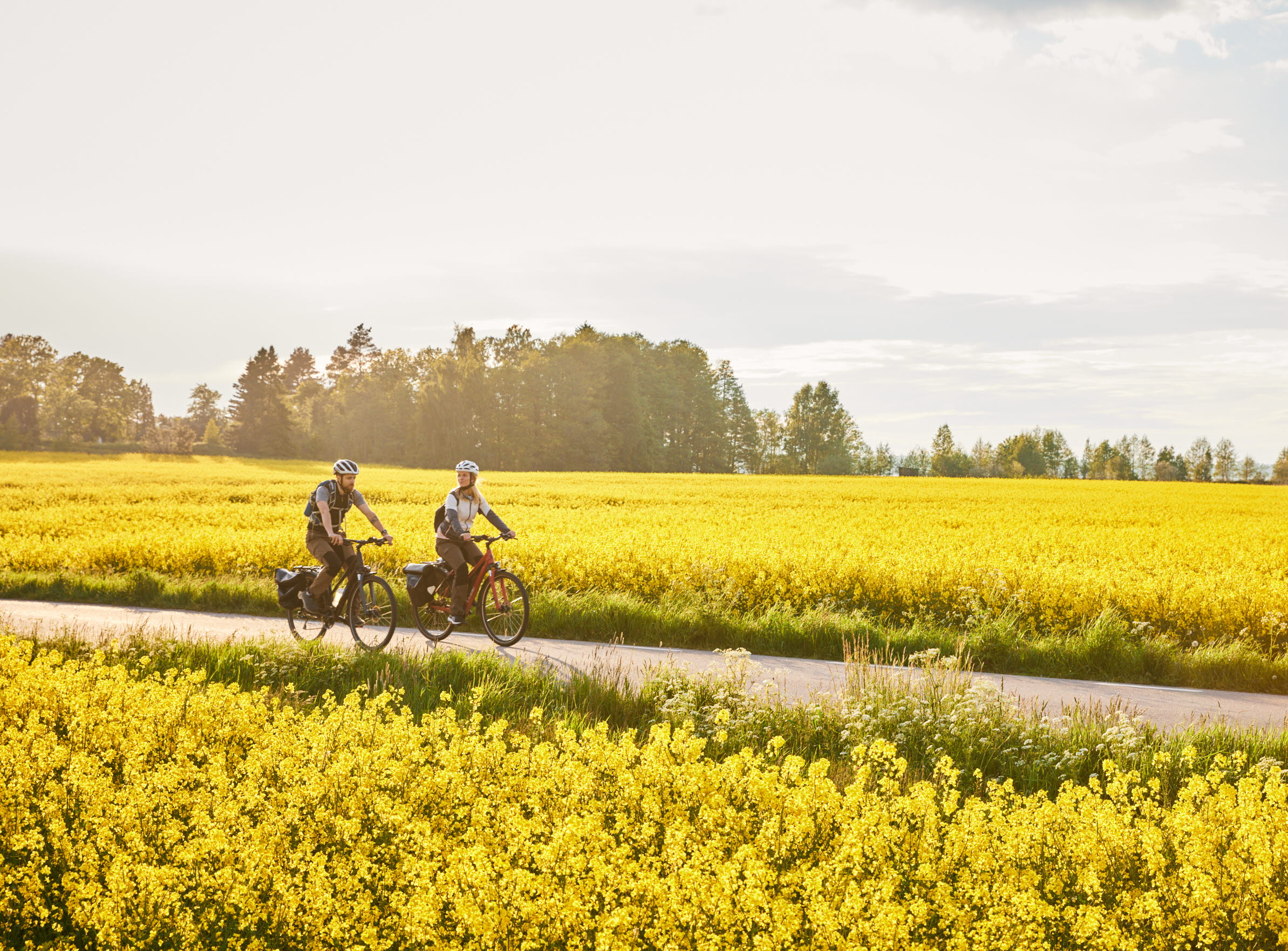 Friends cycling among rapeseed fields