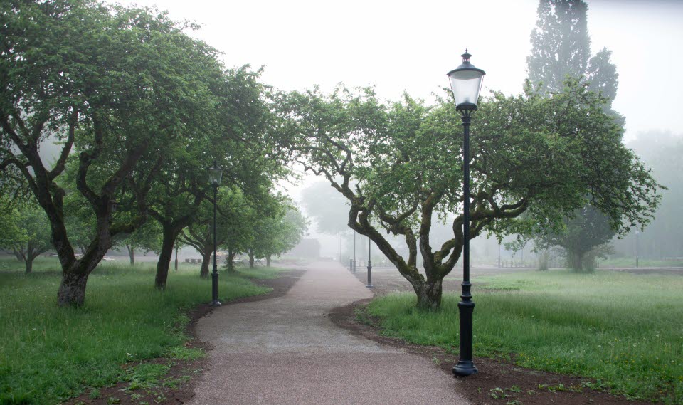 Foggy footpath in tree alley.