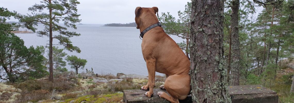 Bring your dog to Rolfskärrs Stugby by Lake Vänern. 
