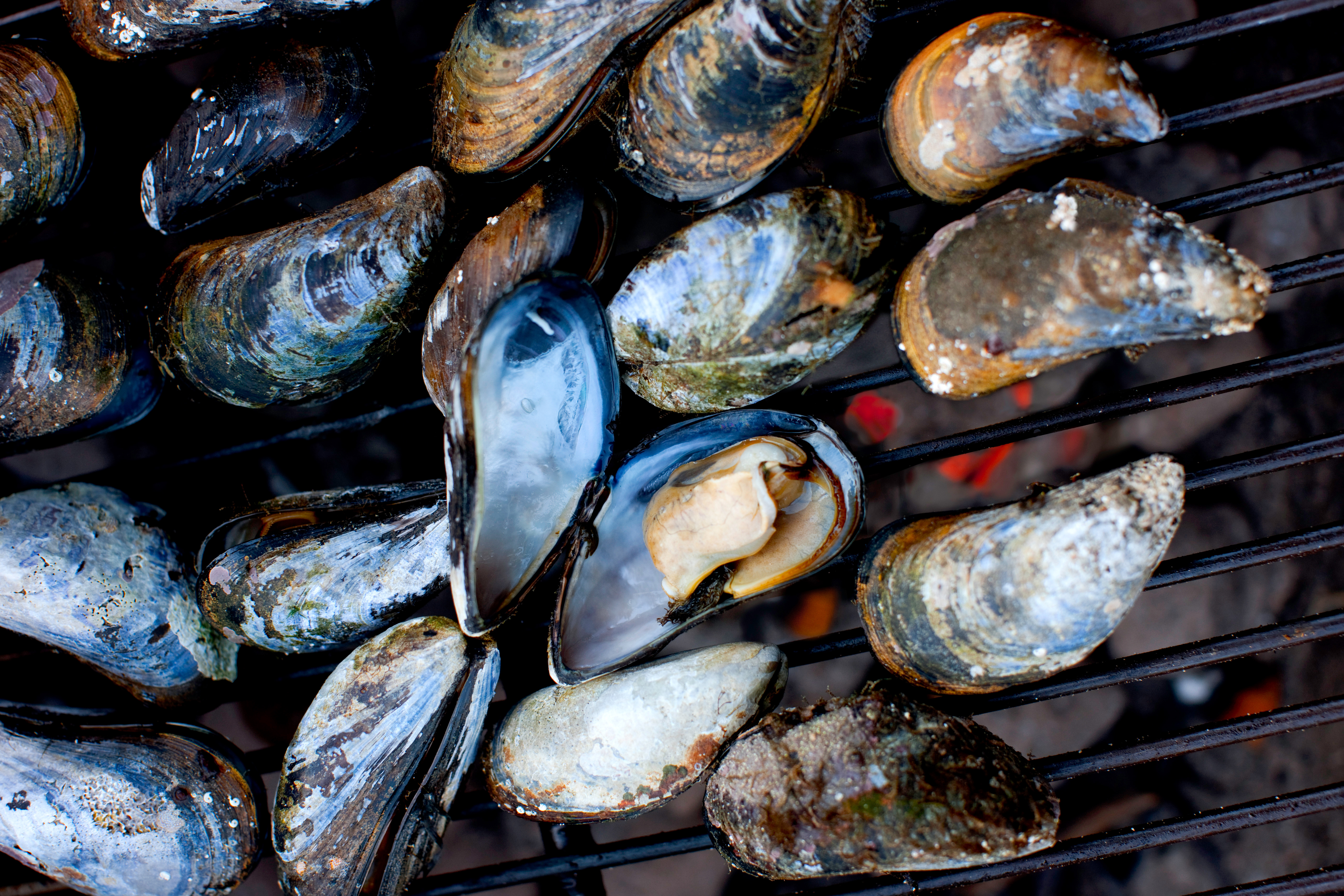 Mussels on a barbeque.