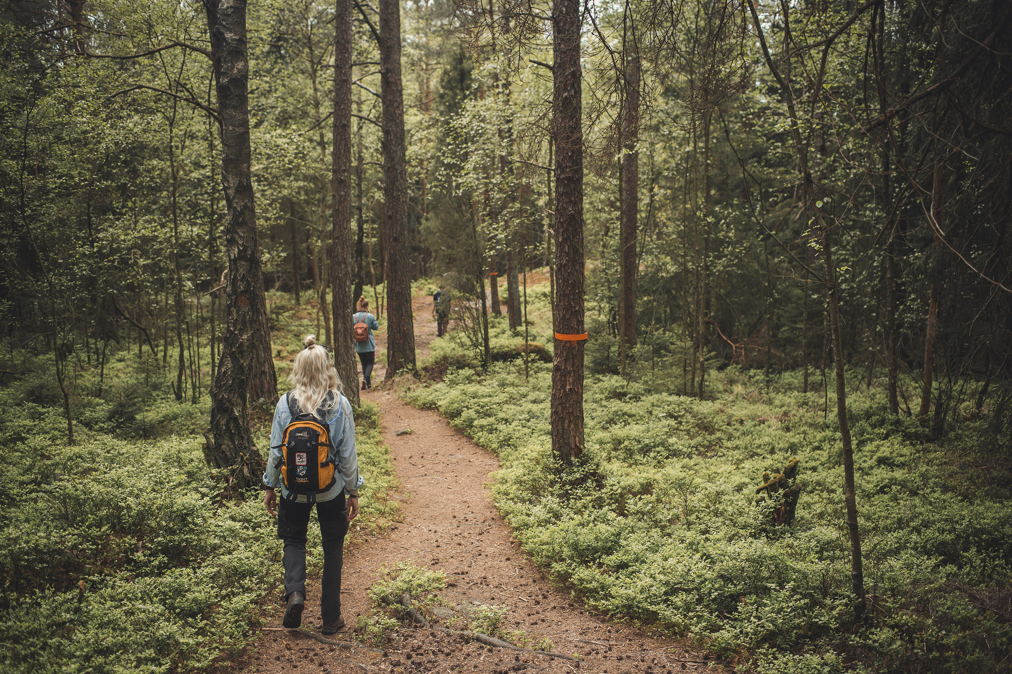 A hiker in a green forest.