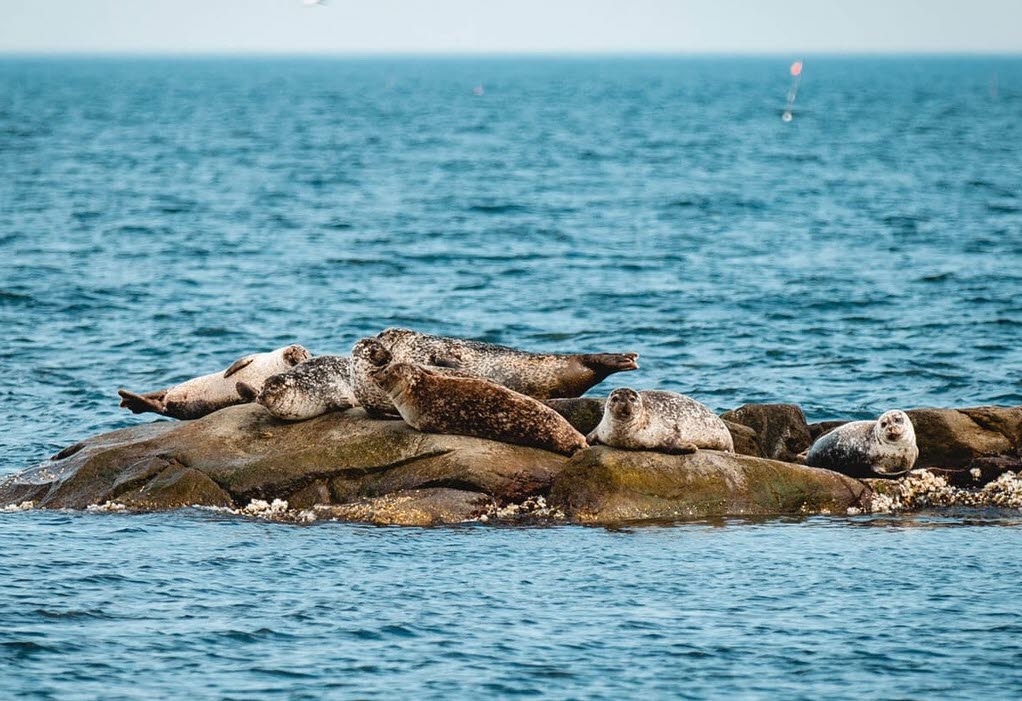 seals