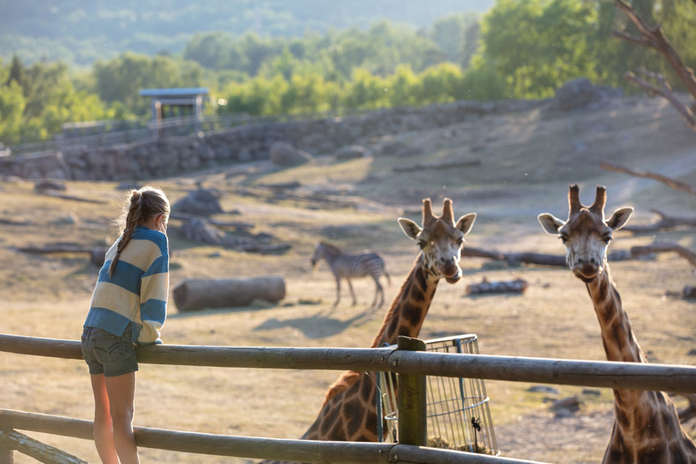 Wildlife Camp at Borås Zoo.