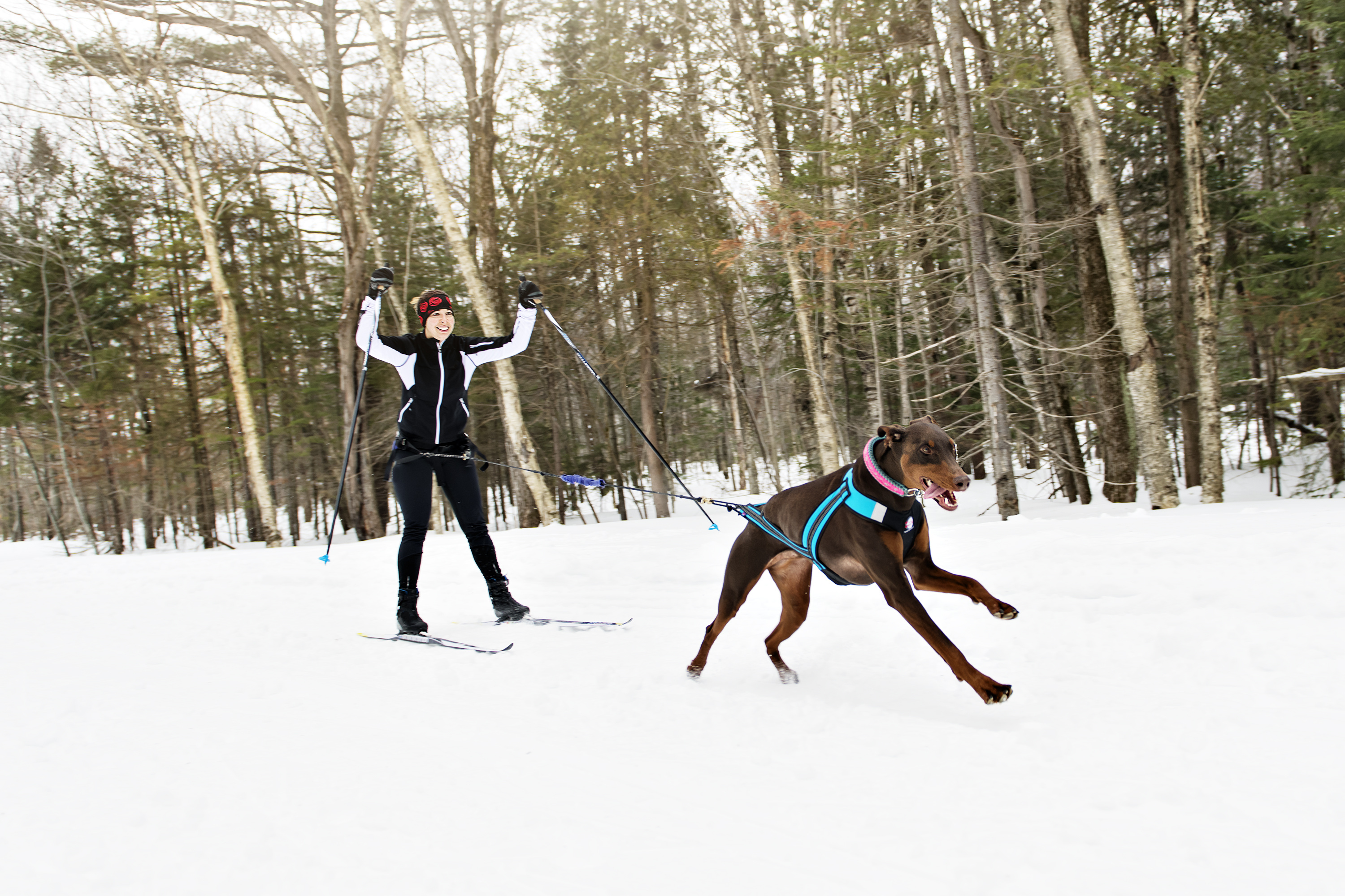 Skijoring - Dog pulls woman on cross-country skis
