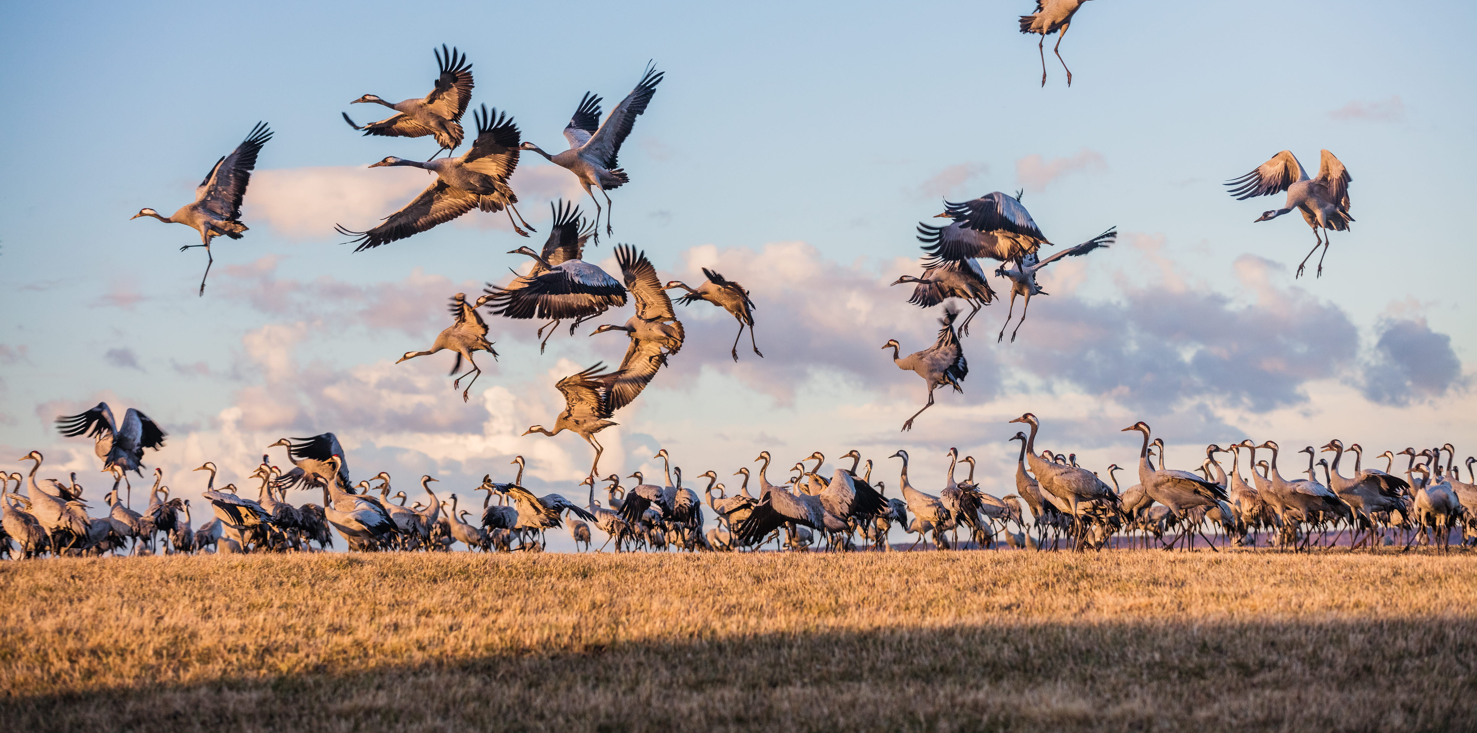 Flying cranes by Lake Hornborga