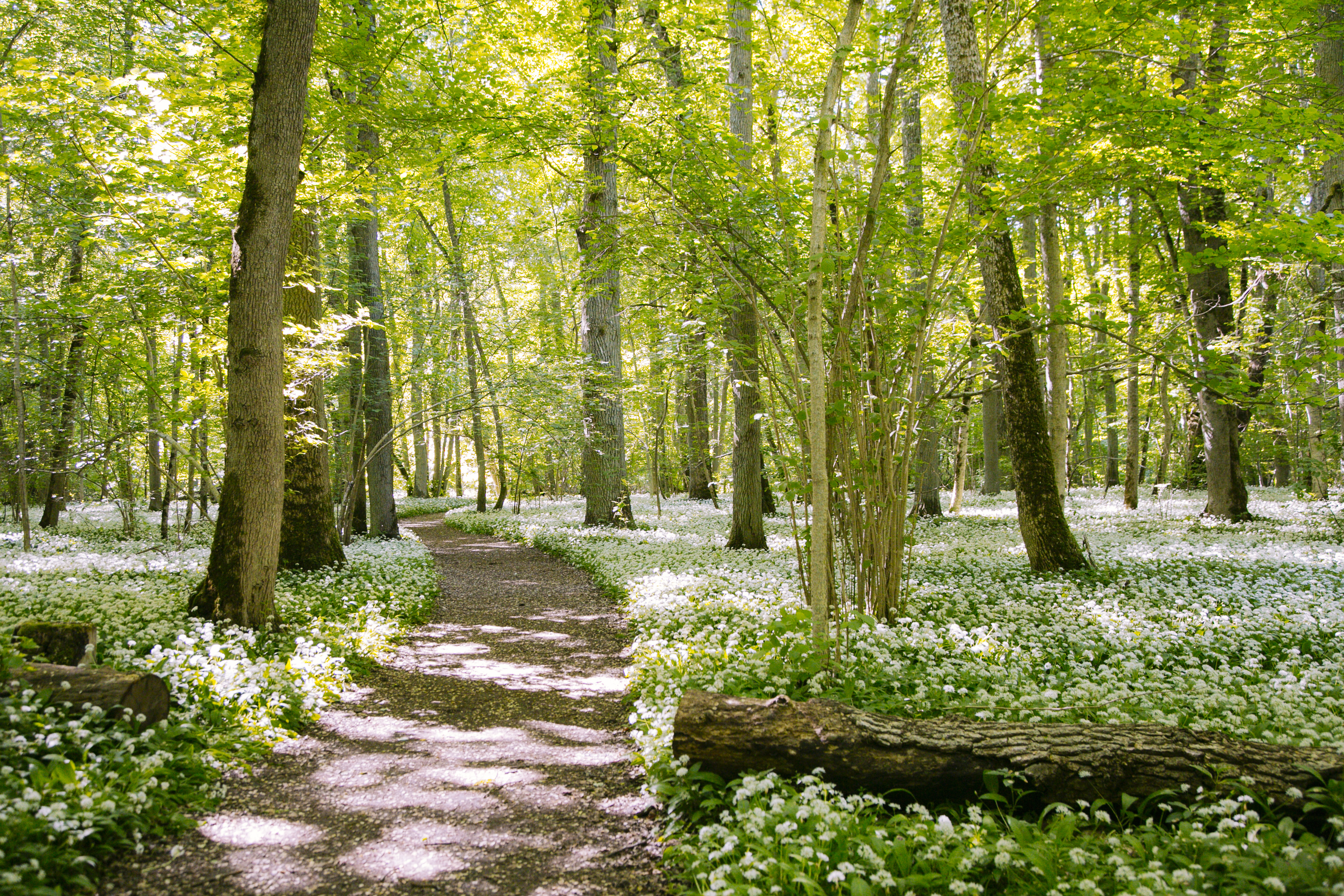 Wild garlic at Munch Meadows at Kinnekulle in the municipality of Götene.