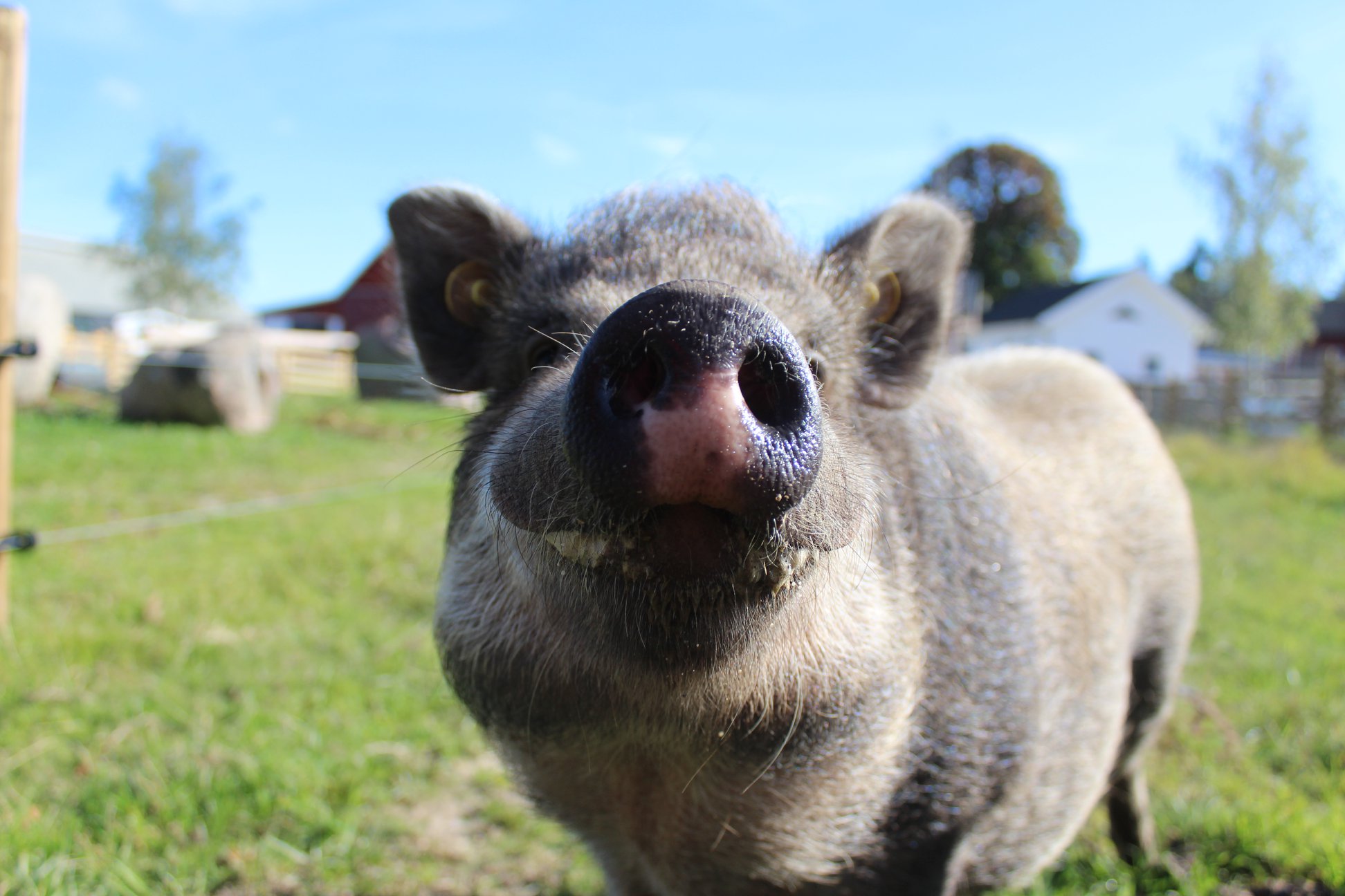 Animal from Evenstorps gård