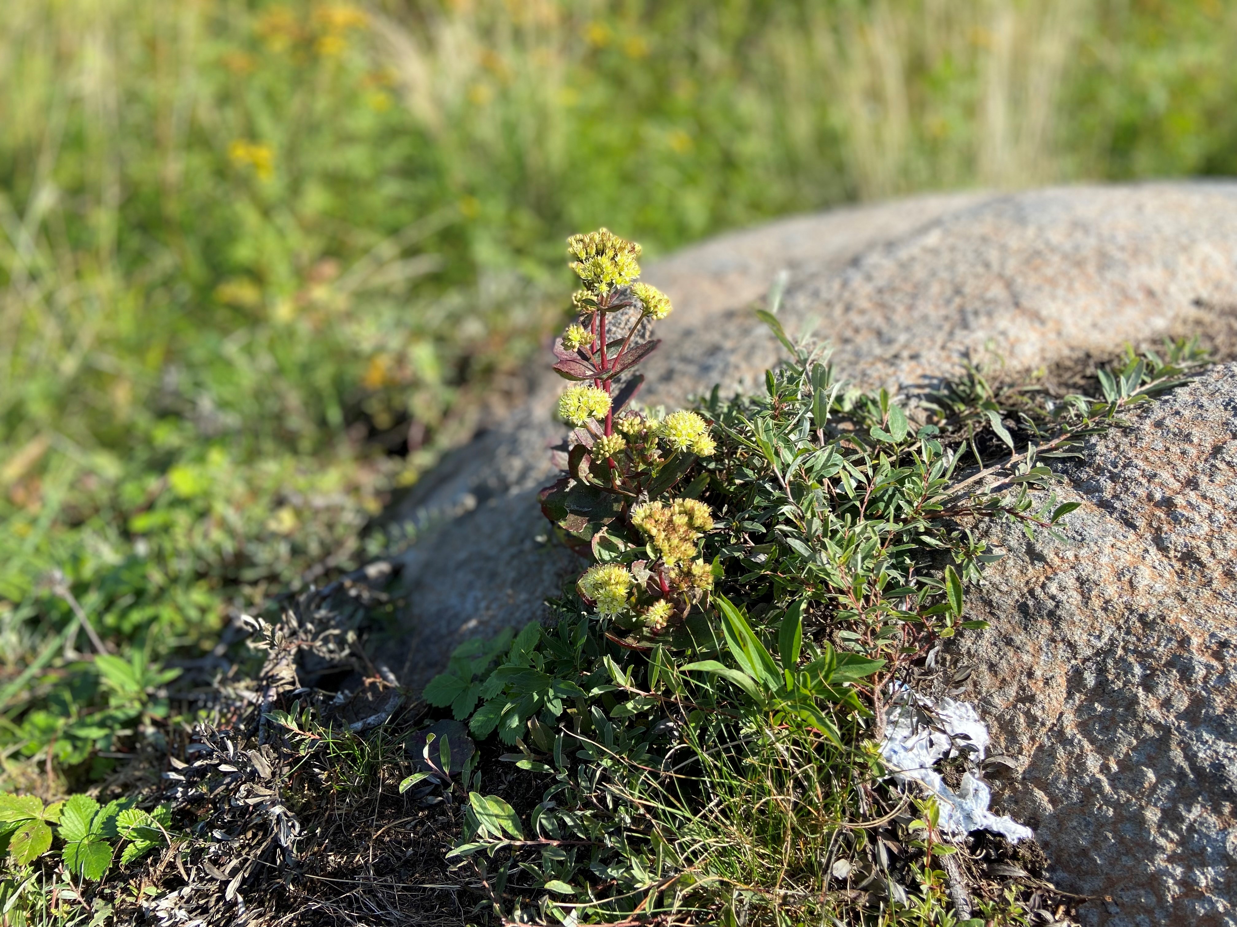 Yellow flower next to a stone.