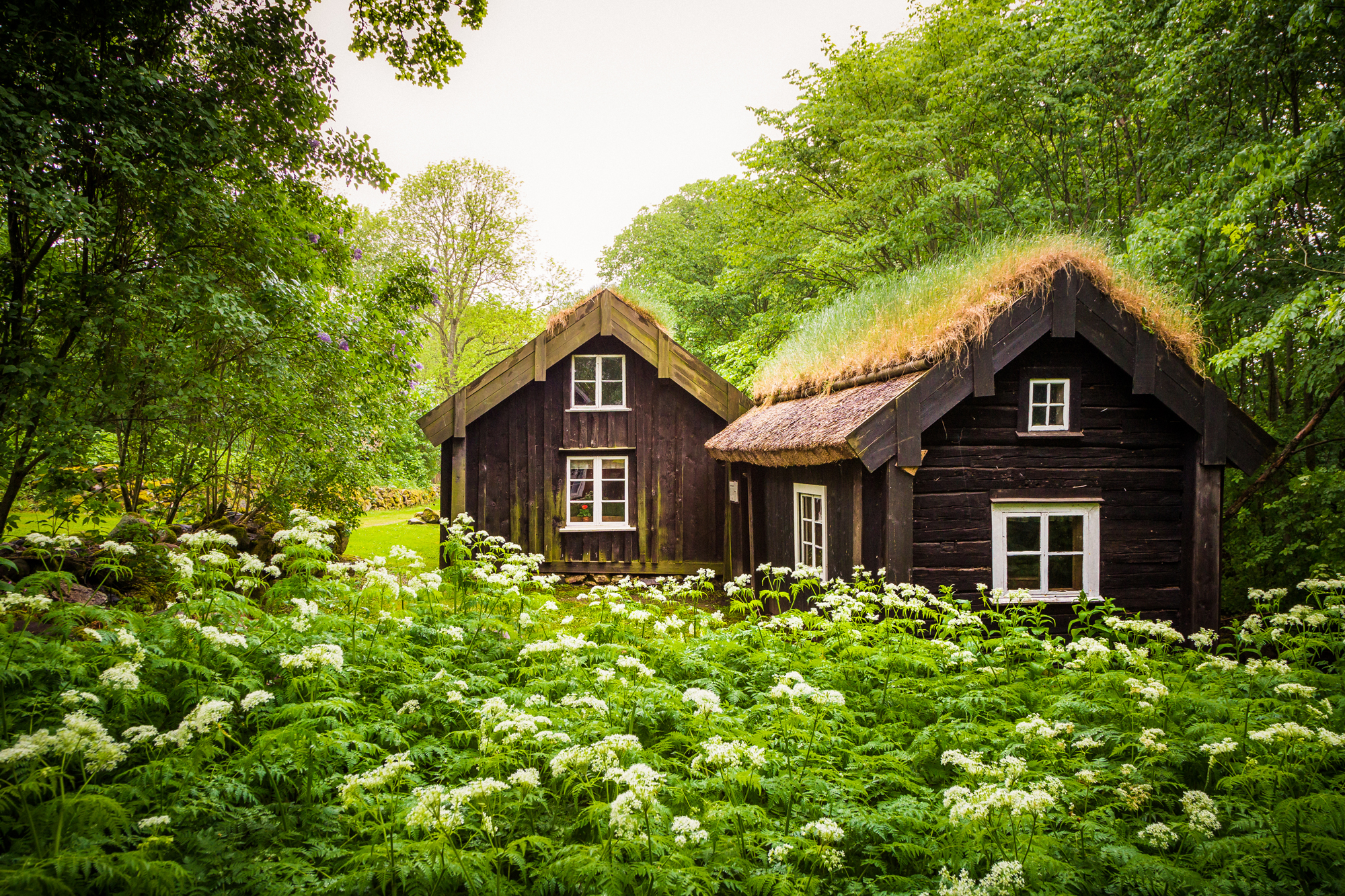 Old cottages in brown with grass on the roof. Lush and green nature all around.