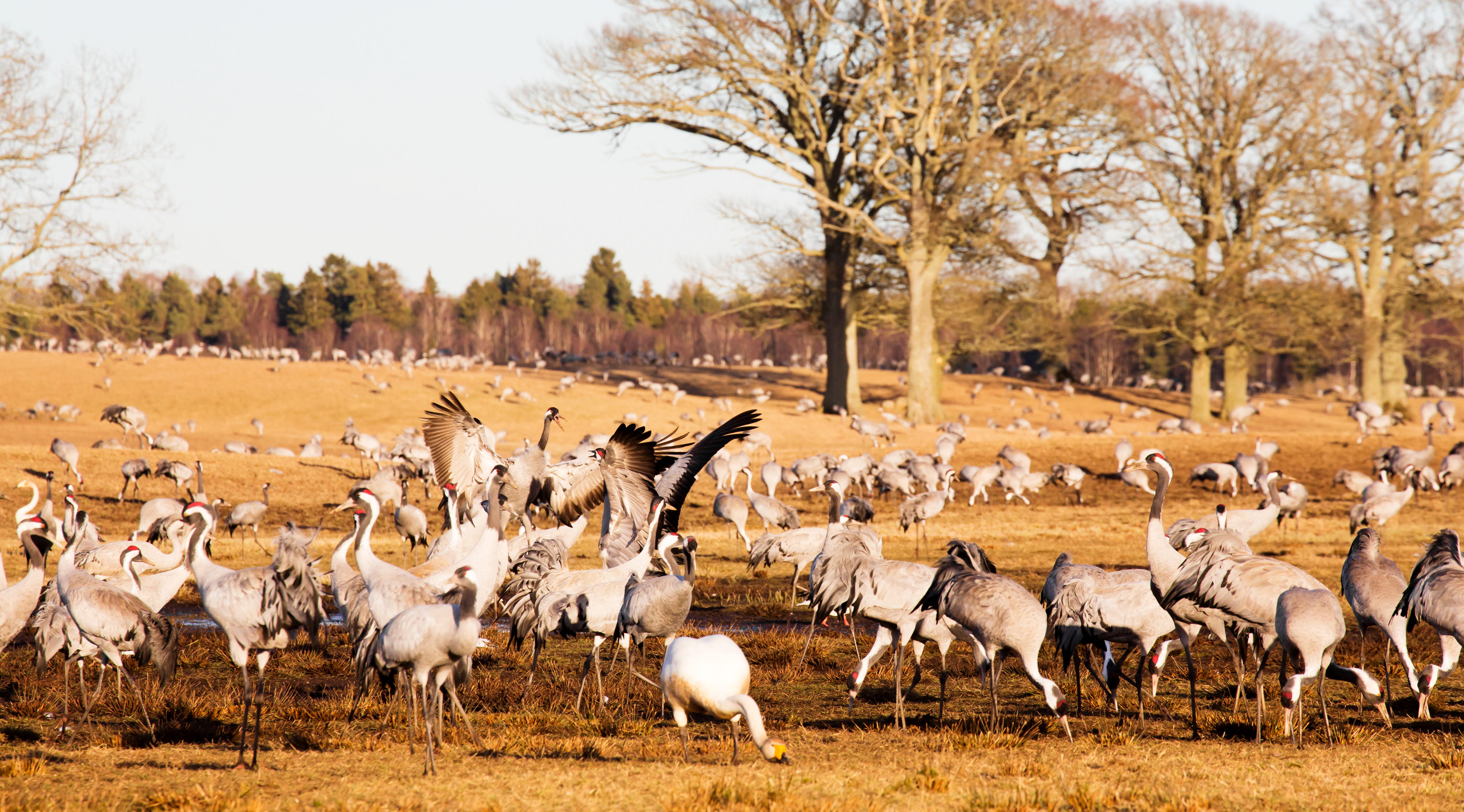 A flock of cranes walking in spring yellow grass.