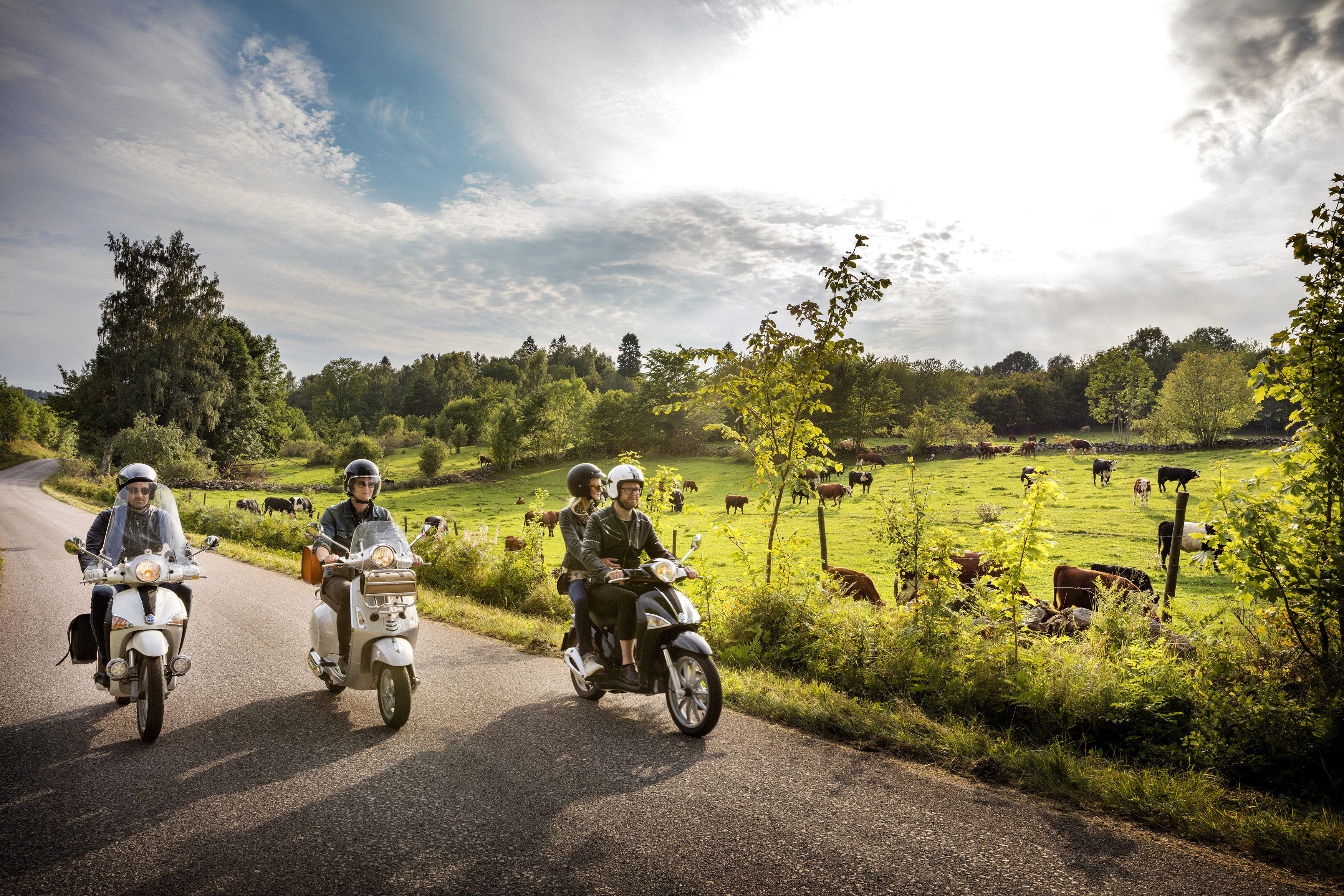 Three mopeds driving on a road with cows in the pasture next to it.