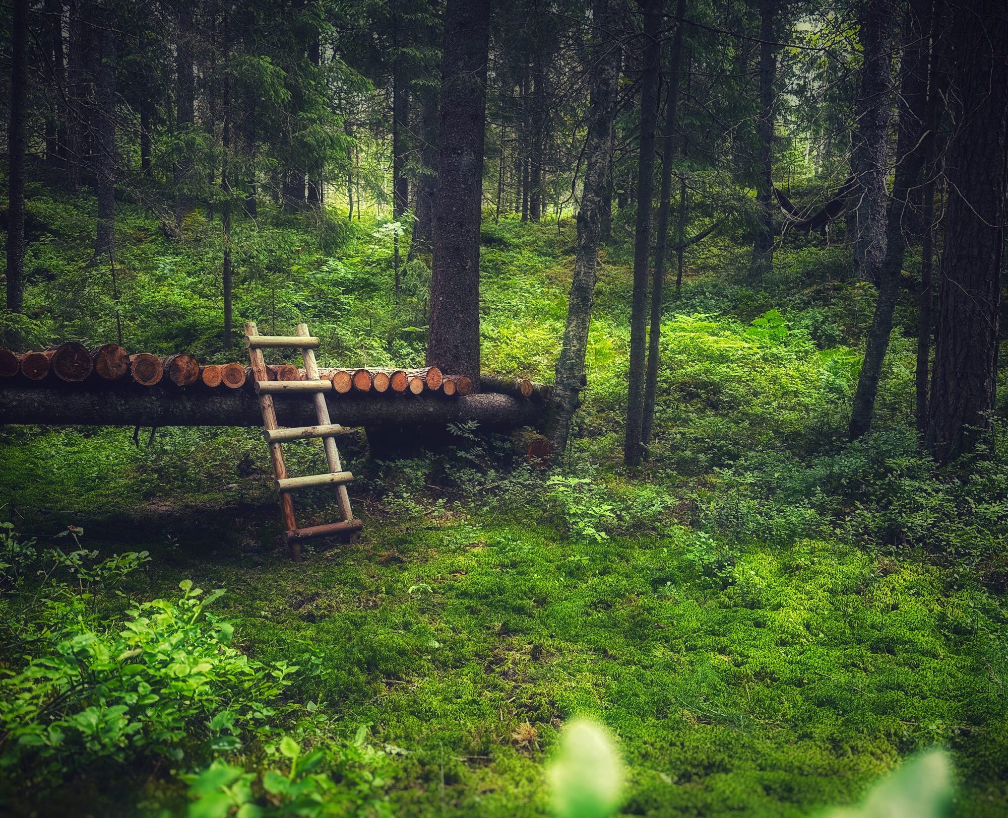 Shinrin-Yoku at Ragnerud