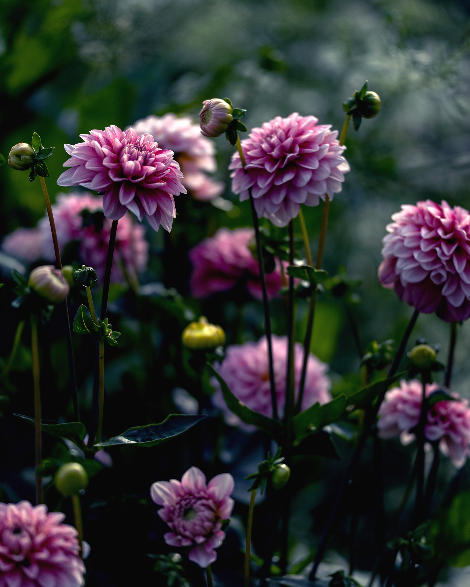 Dahlia by Linn - Display garden