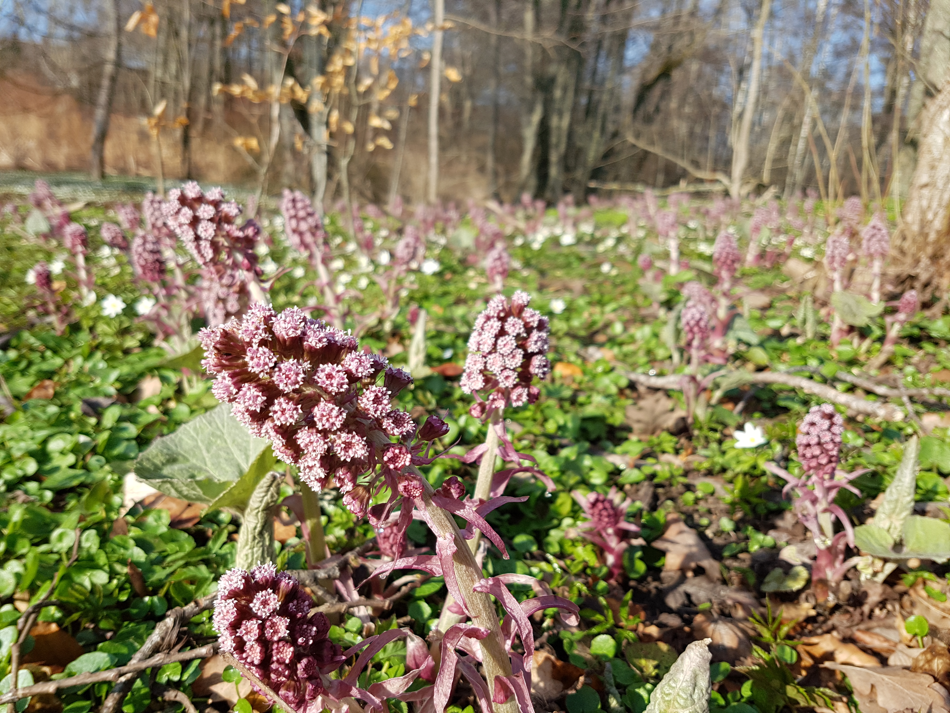 A flower in the nature reserve along the river Hjoån in Hjo. 
