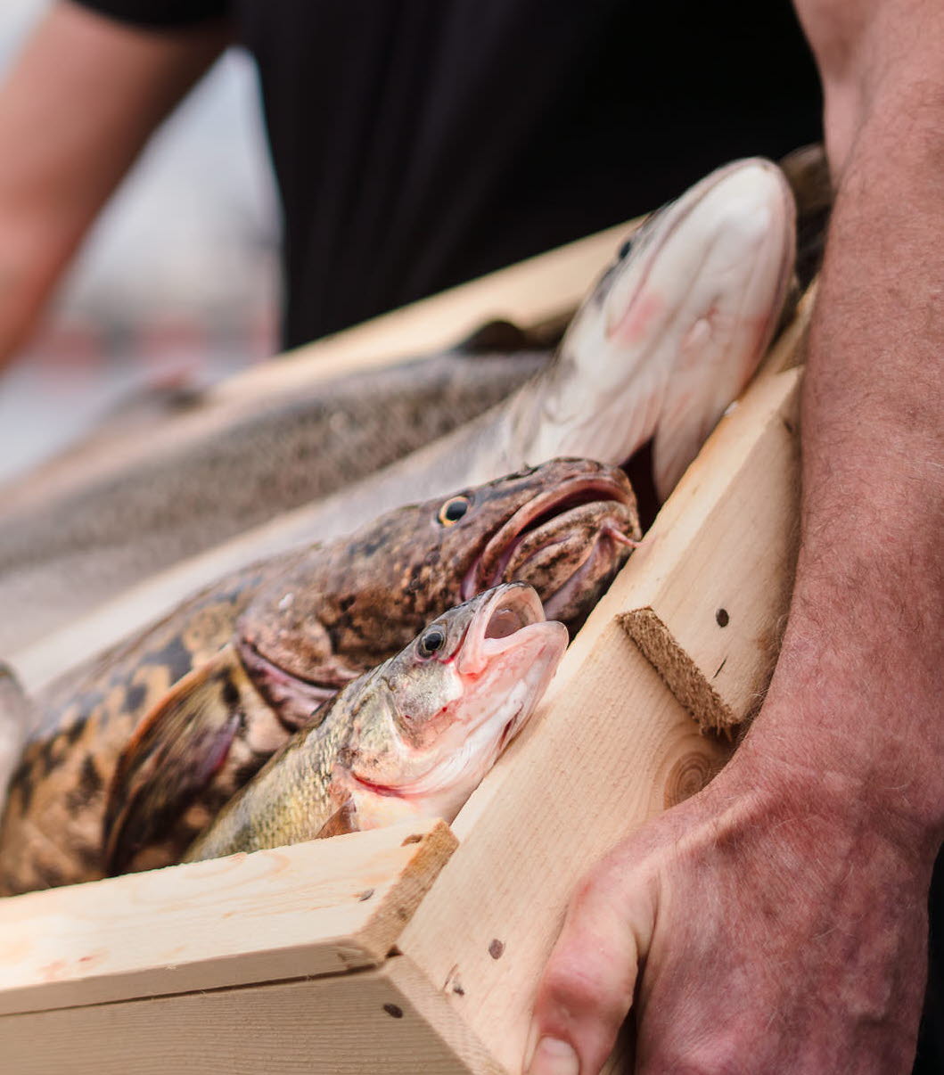 Man holding a box with freshly caught fish. 