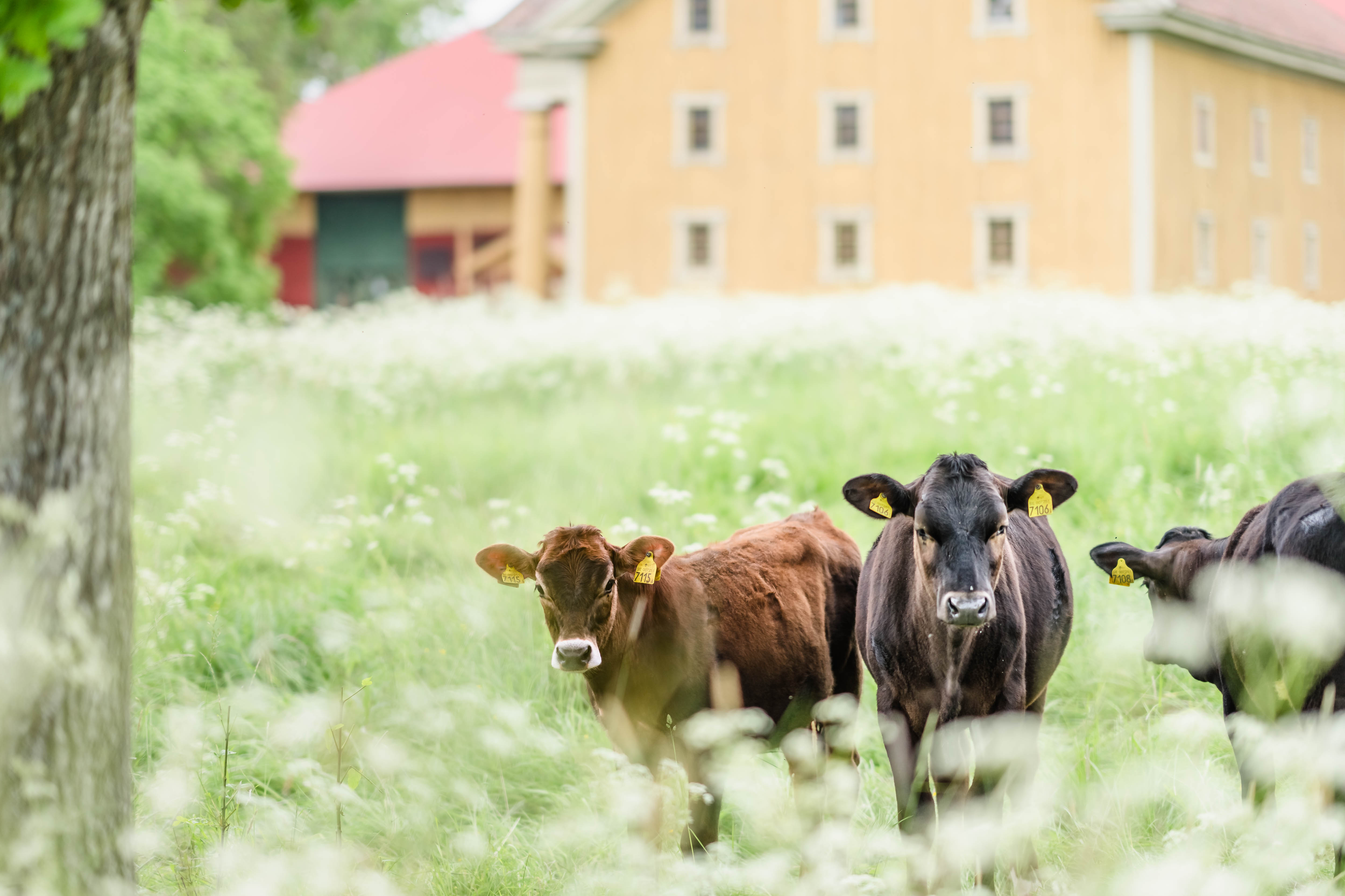 Cows at Almnäs farm in Hjo. 