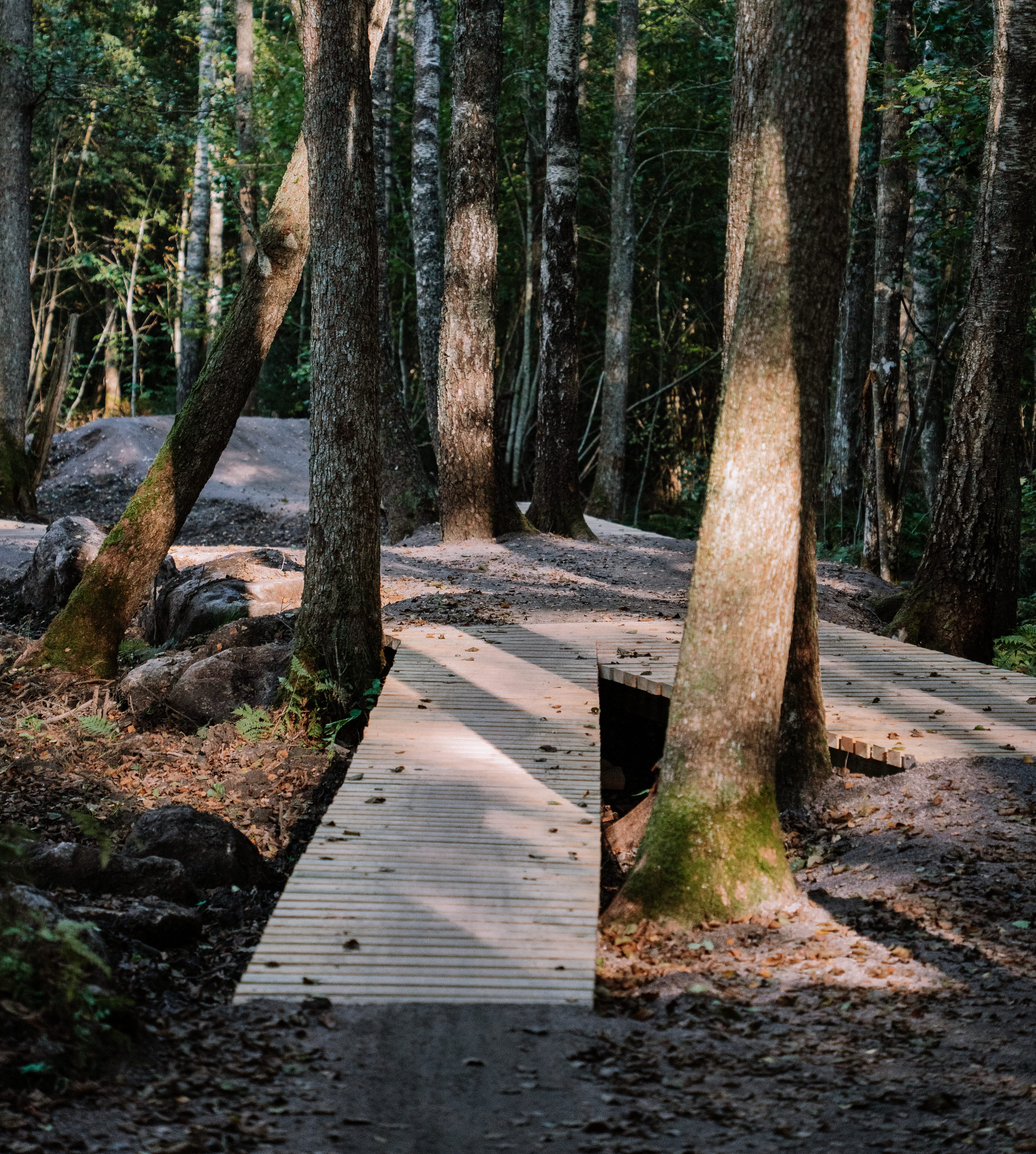 A wooden bridge over a ditch and between two trees at Högaliden MTB Arena