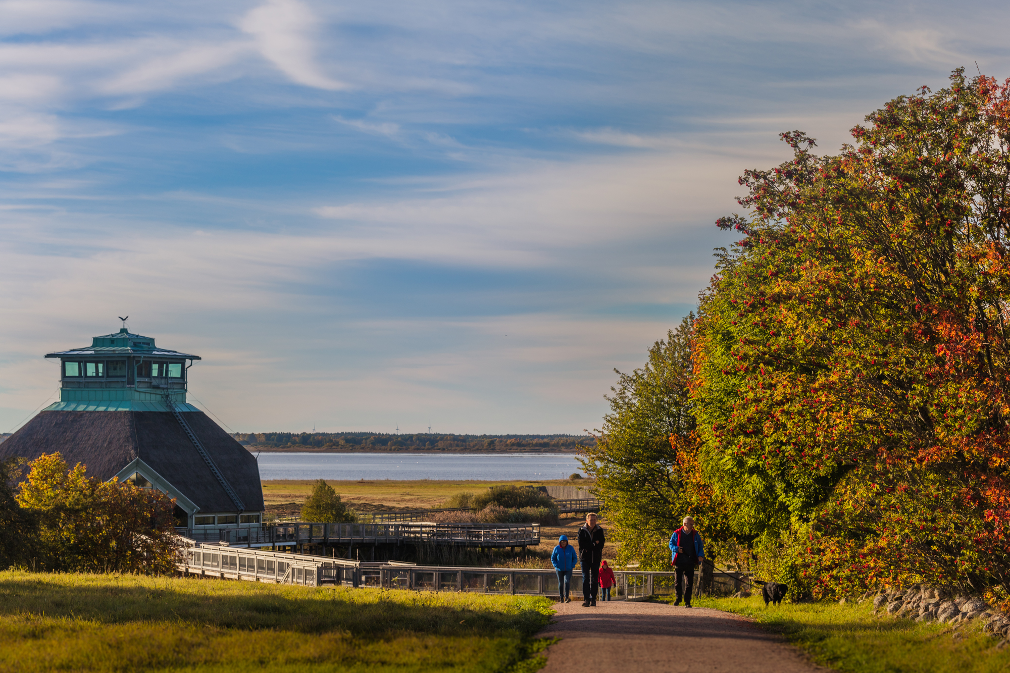 Autumn colored leafs and a beautiful view over lake Hornborga.