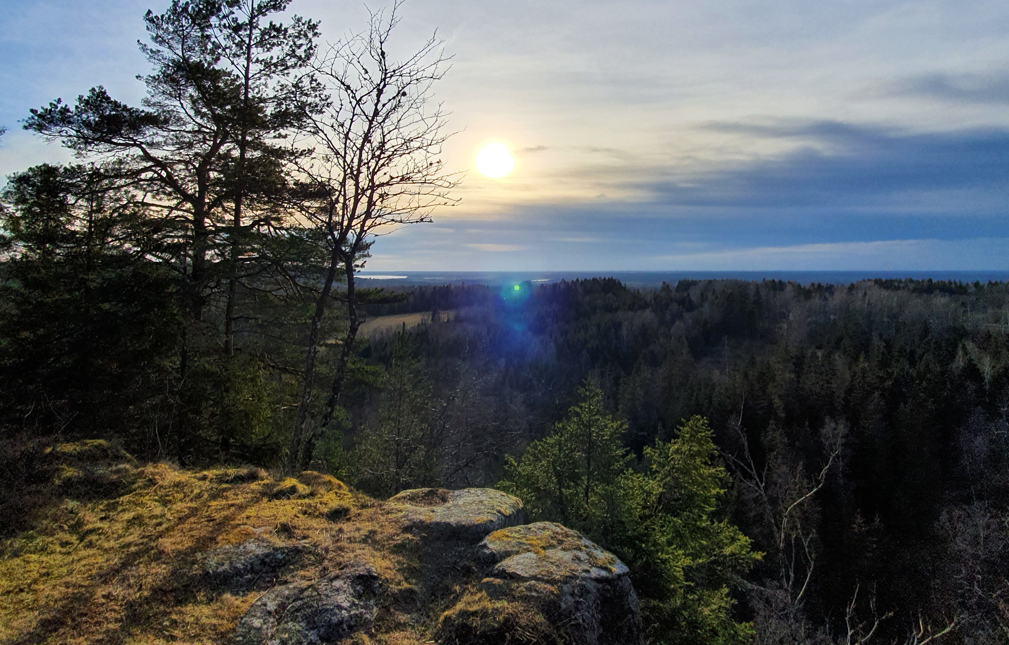Picture from a viewing point. The view shows pine forest in backlight. 