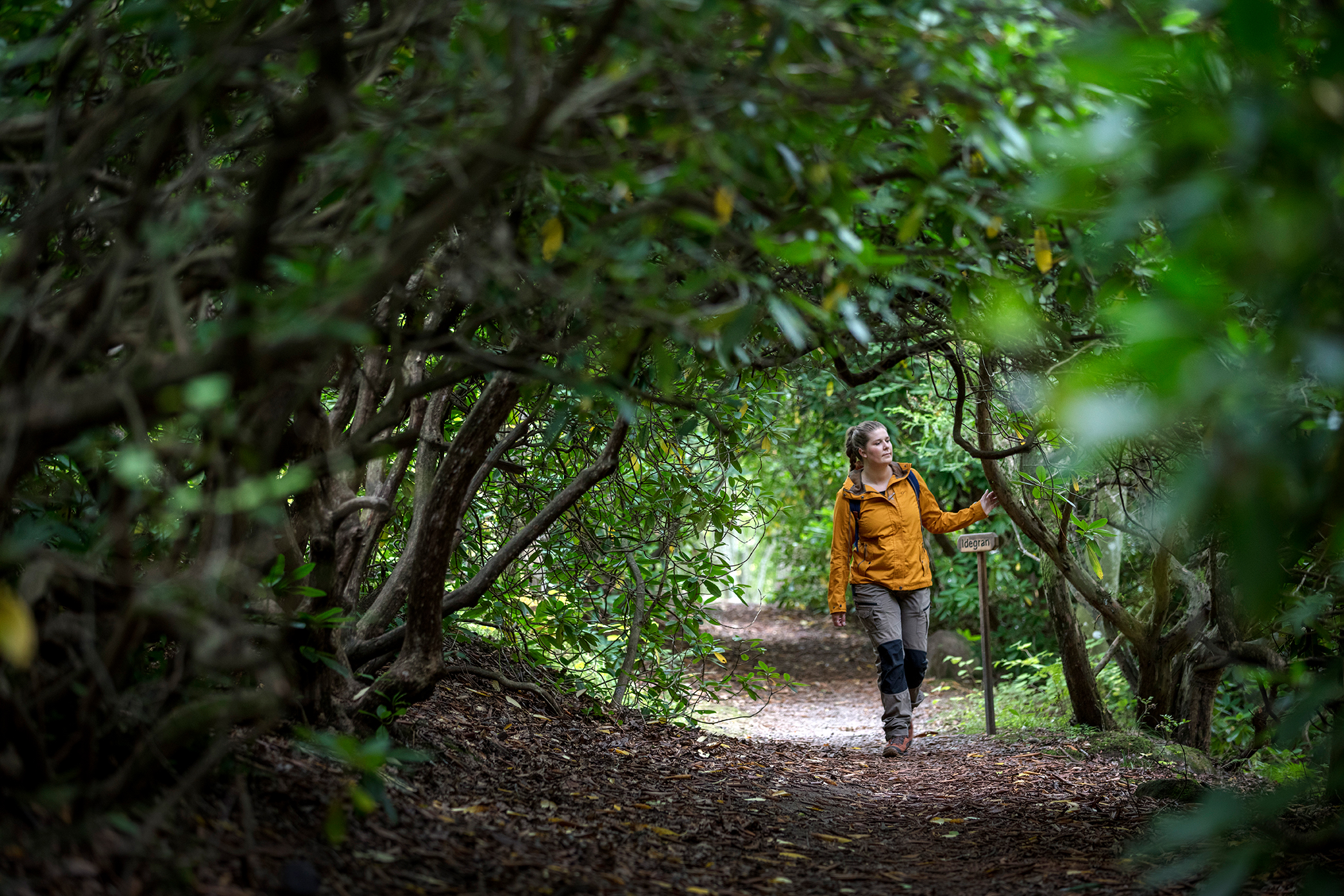 A woman in a yellow jacket and blue backpack walks along a path surrounded by a green tunnel of rhododendron bushes.