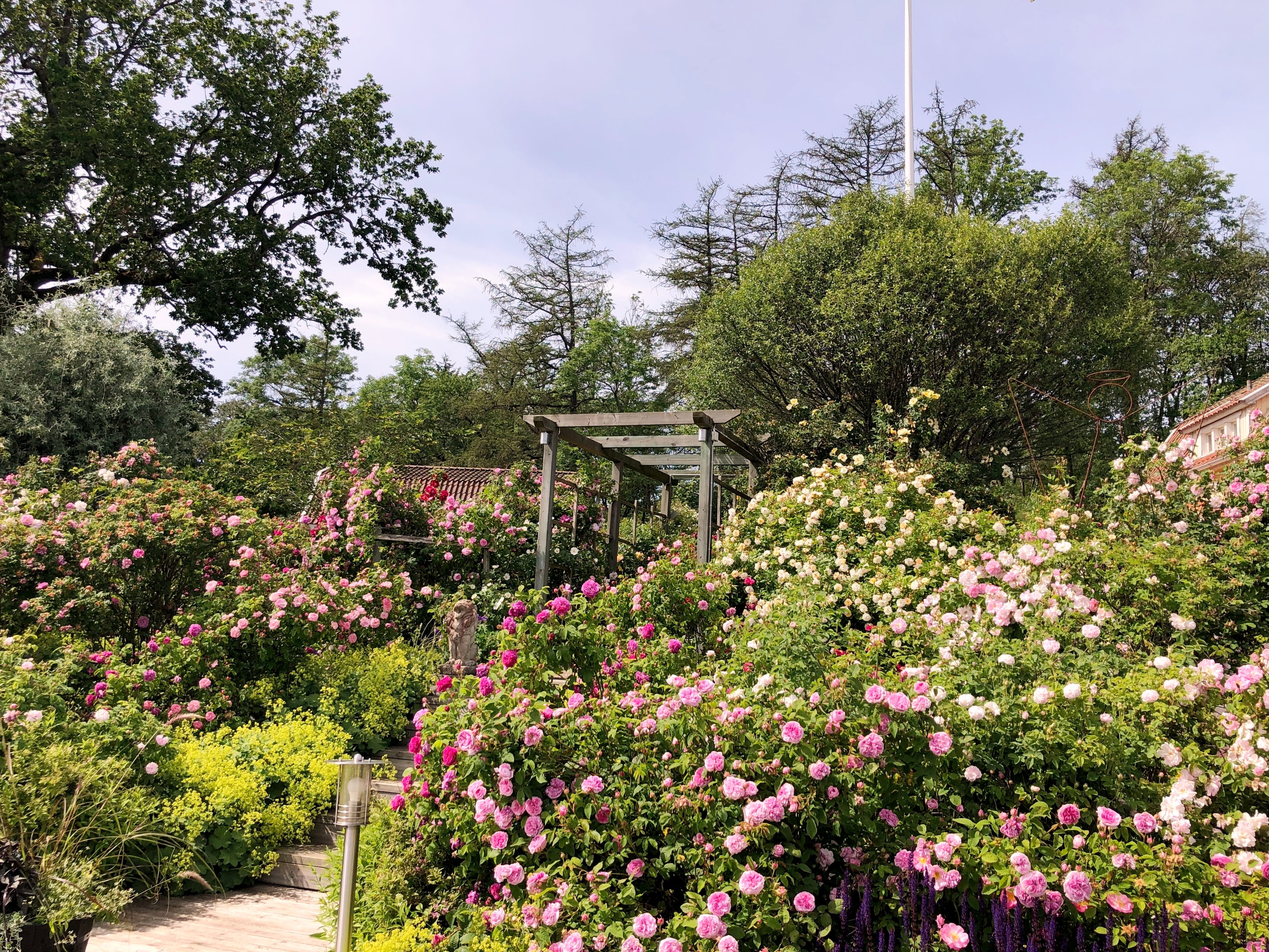 View over rose garden at Källdalens rosor & café.