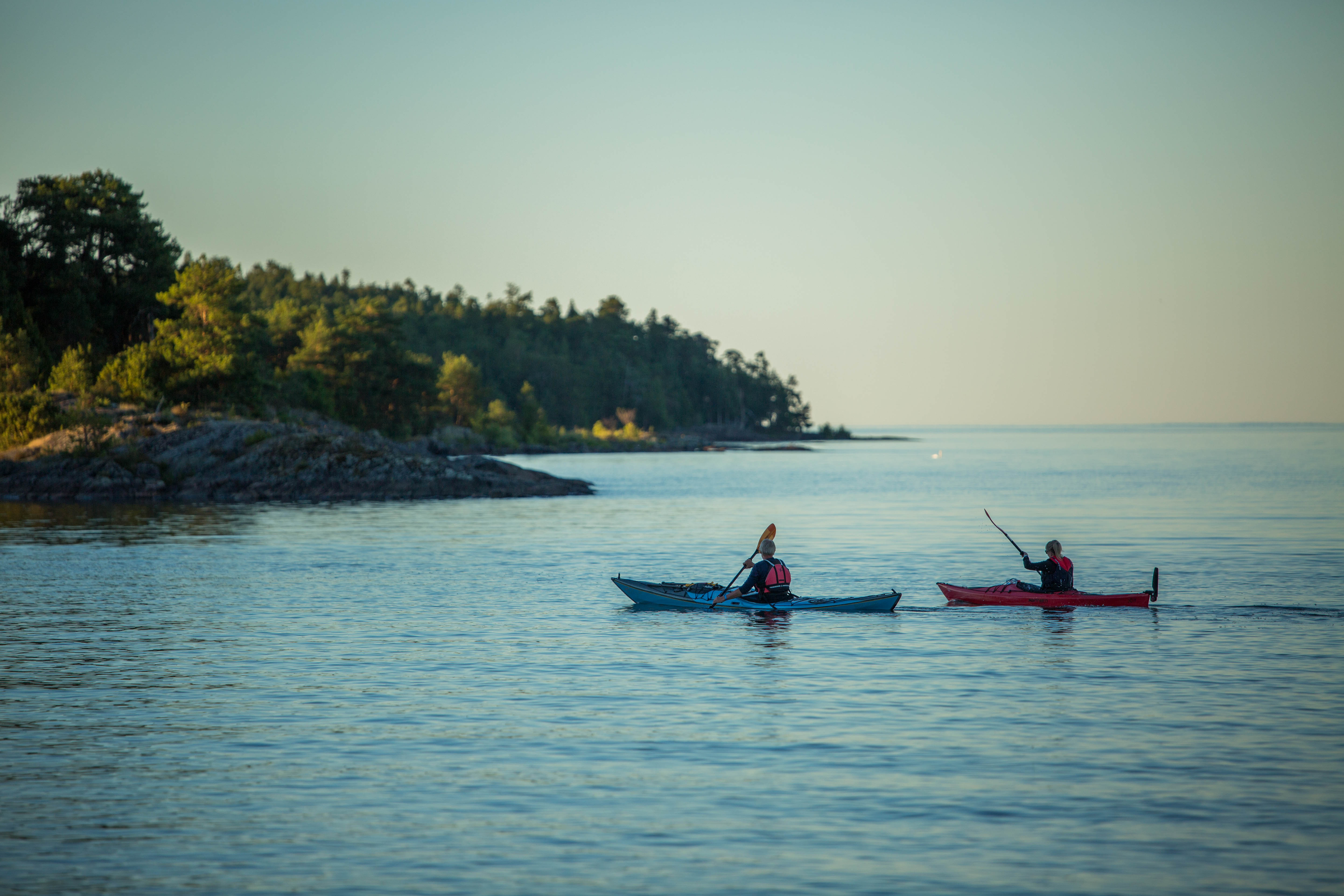 A tree on a green meadow