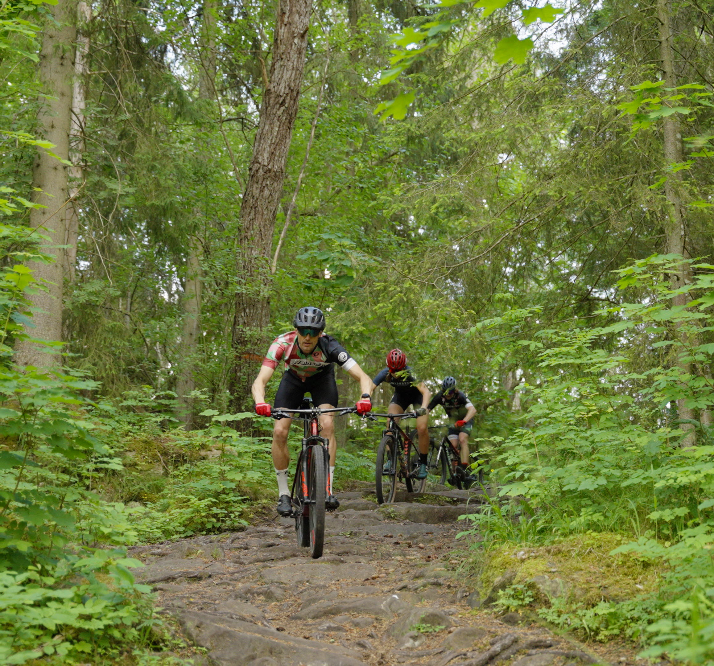 Three people ridning mountainbikes on a trail in the forrest with roots and stones.