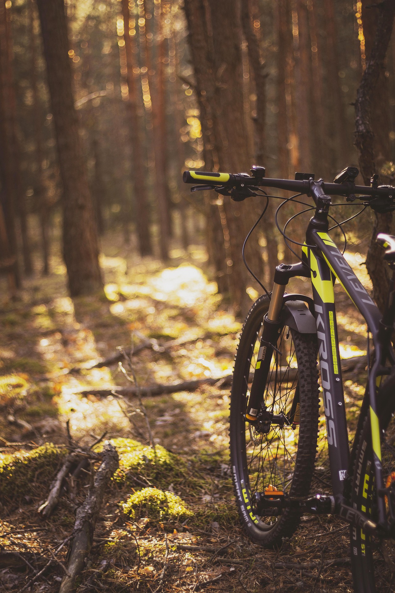 Mountainbike leaning against a tree in the forrest.
