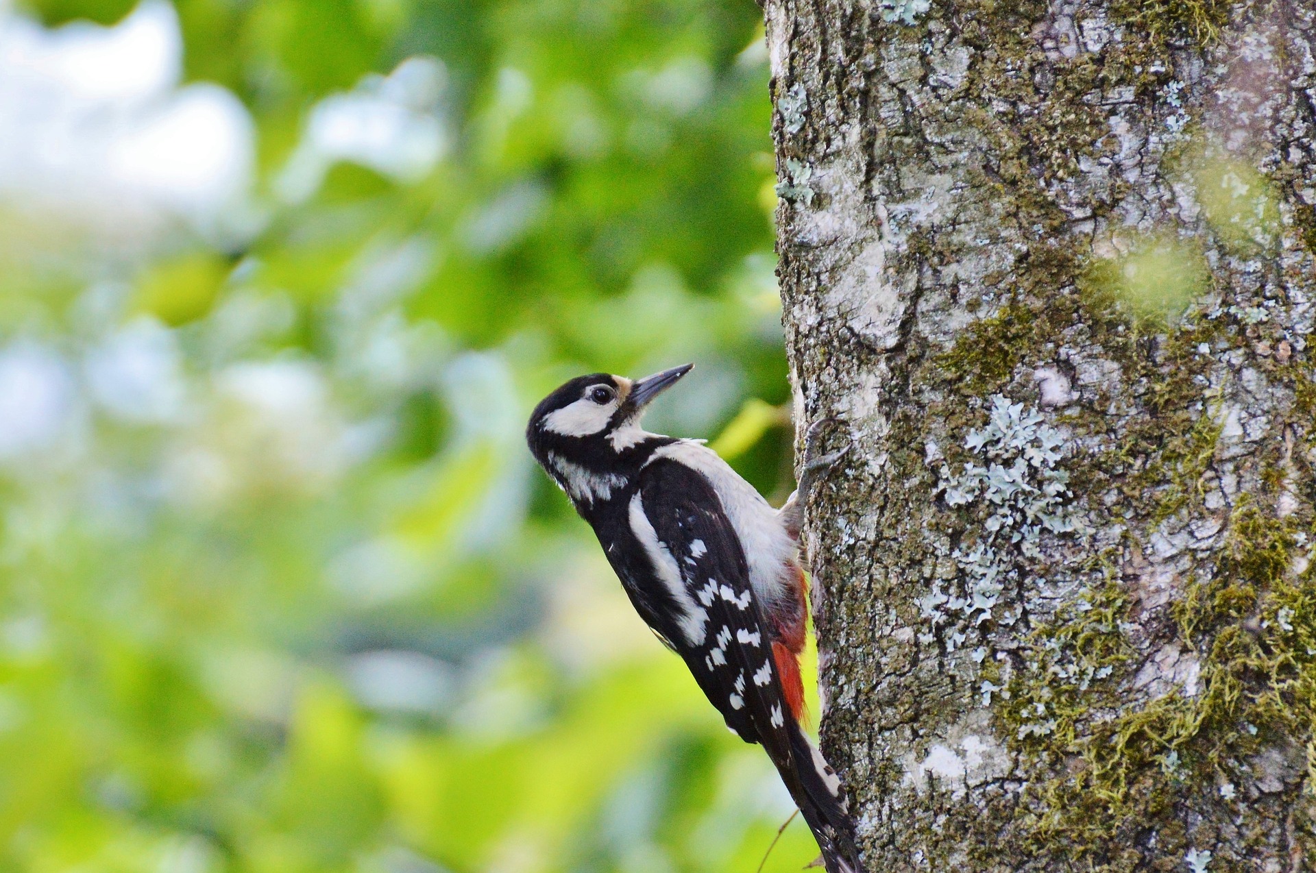 A woodpecker in a birch, in the background you can see light green leaves.