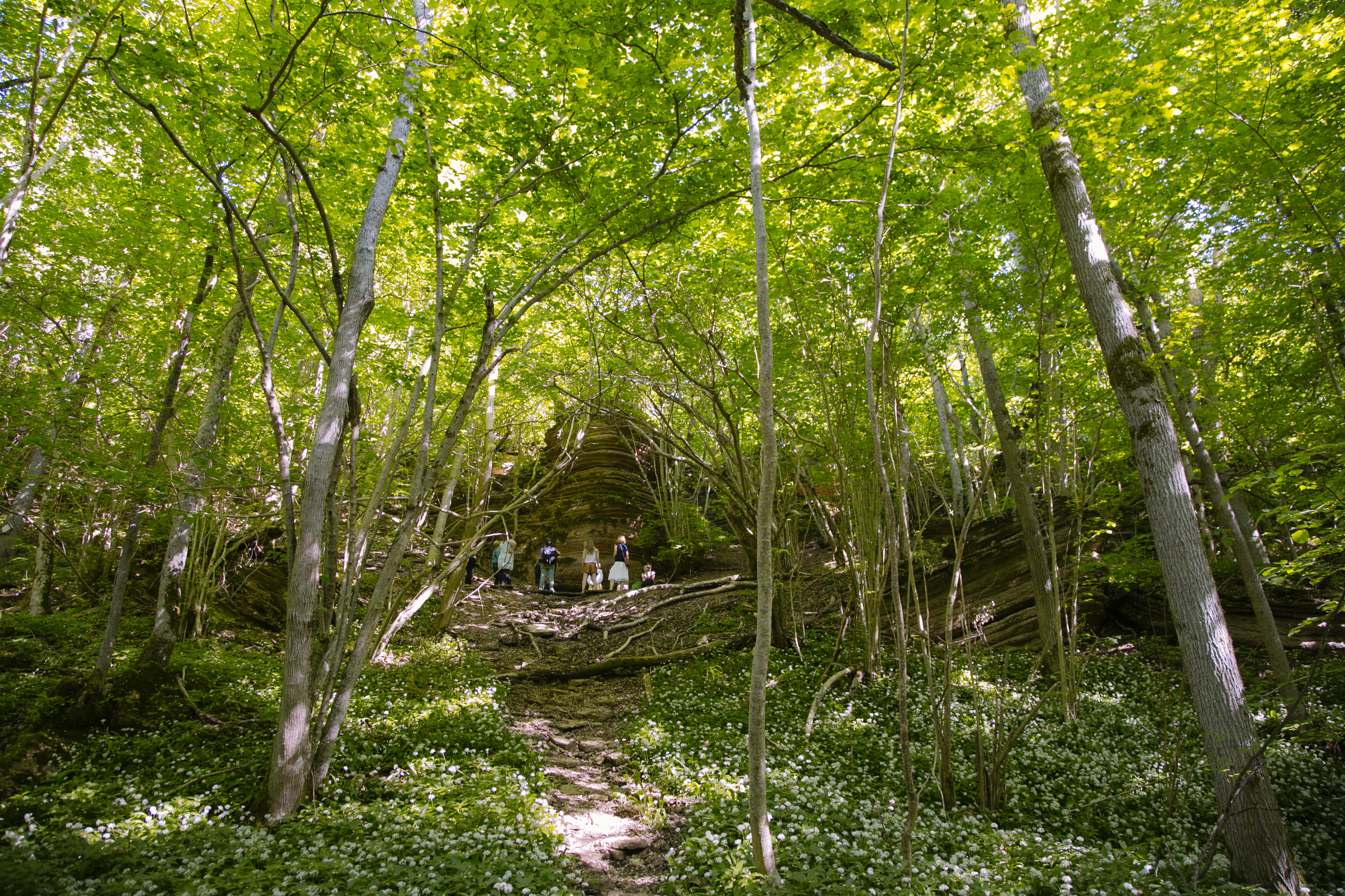 Flowering alium ursinum under tall green trees