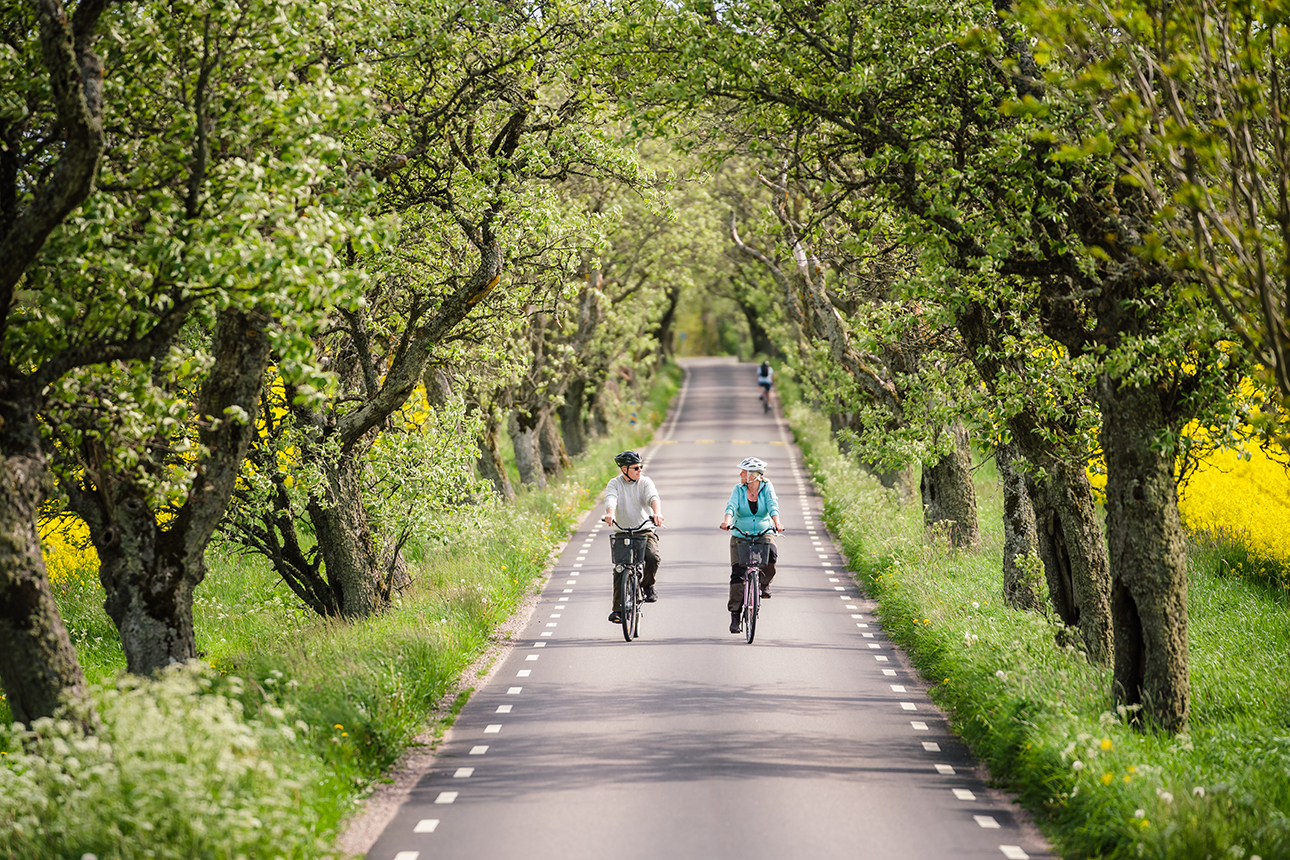 Two people cycling through a beautiful tree avenue.