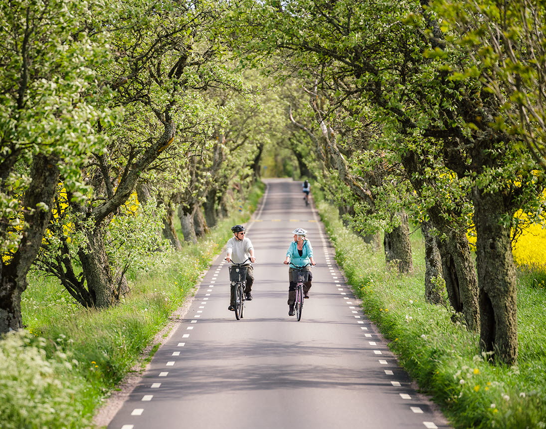 Two persons cycling in an tree alley.