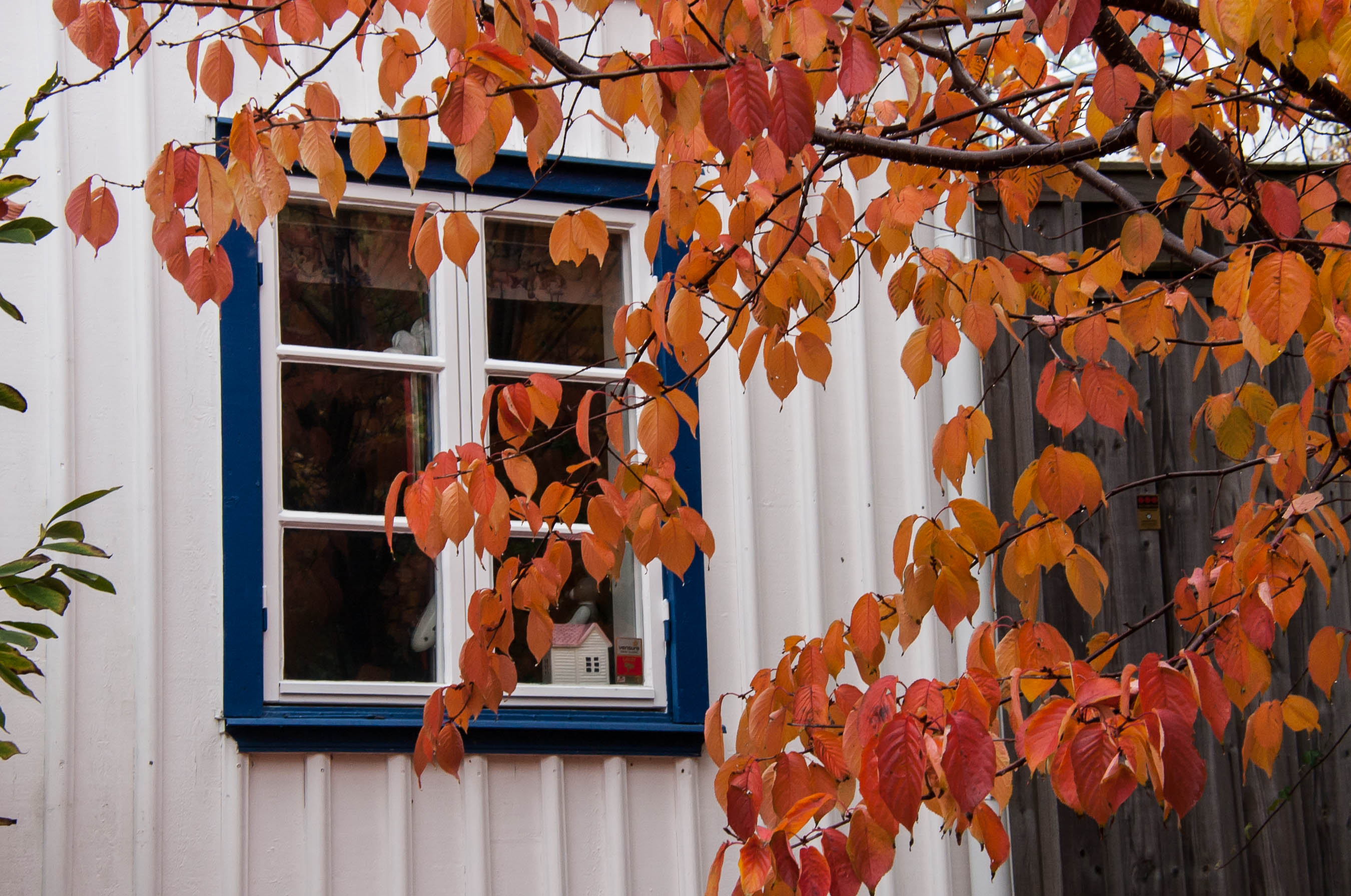 Autumn colours on Östersidan Skaftö