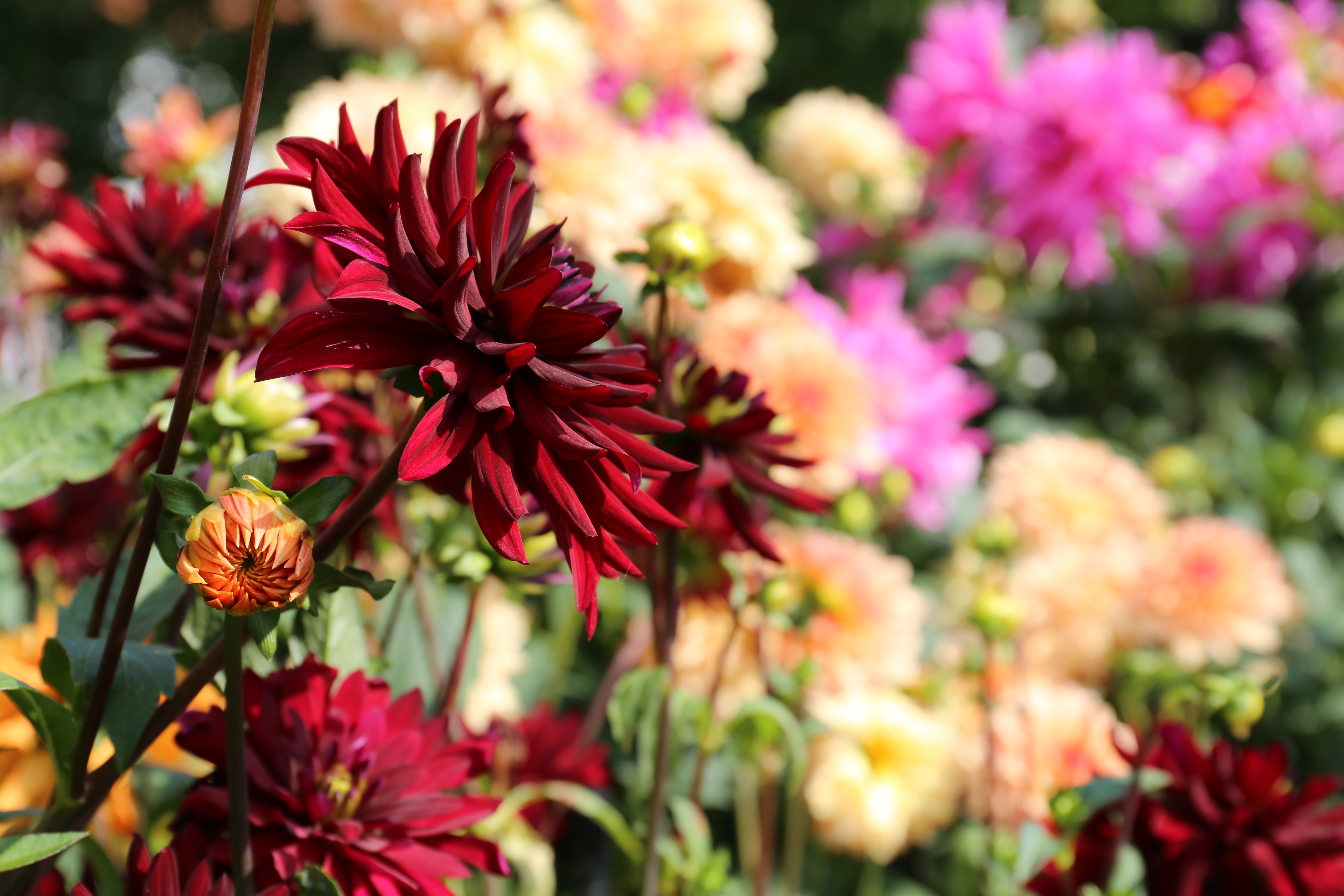 Dahlia flowers in a close up shot.