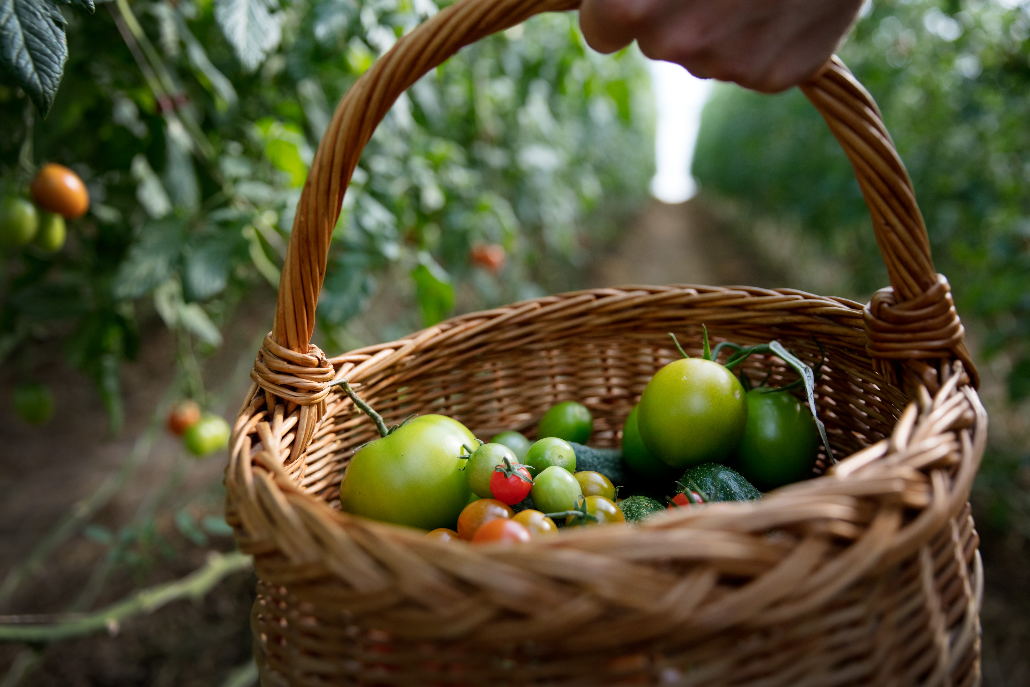 A basket full of freshly picked tomatoes in different colors.